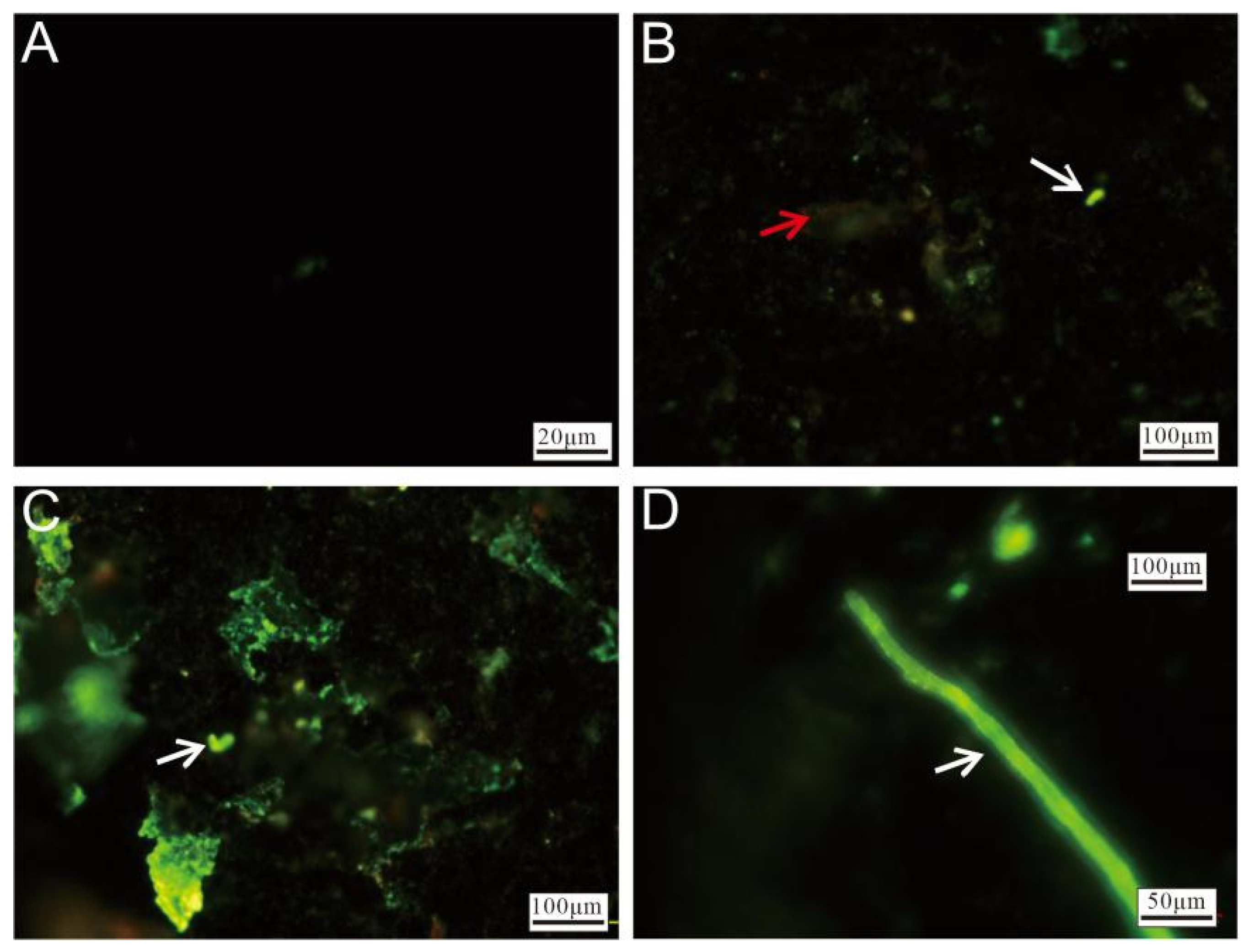 Biology 14 00389 g010