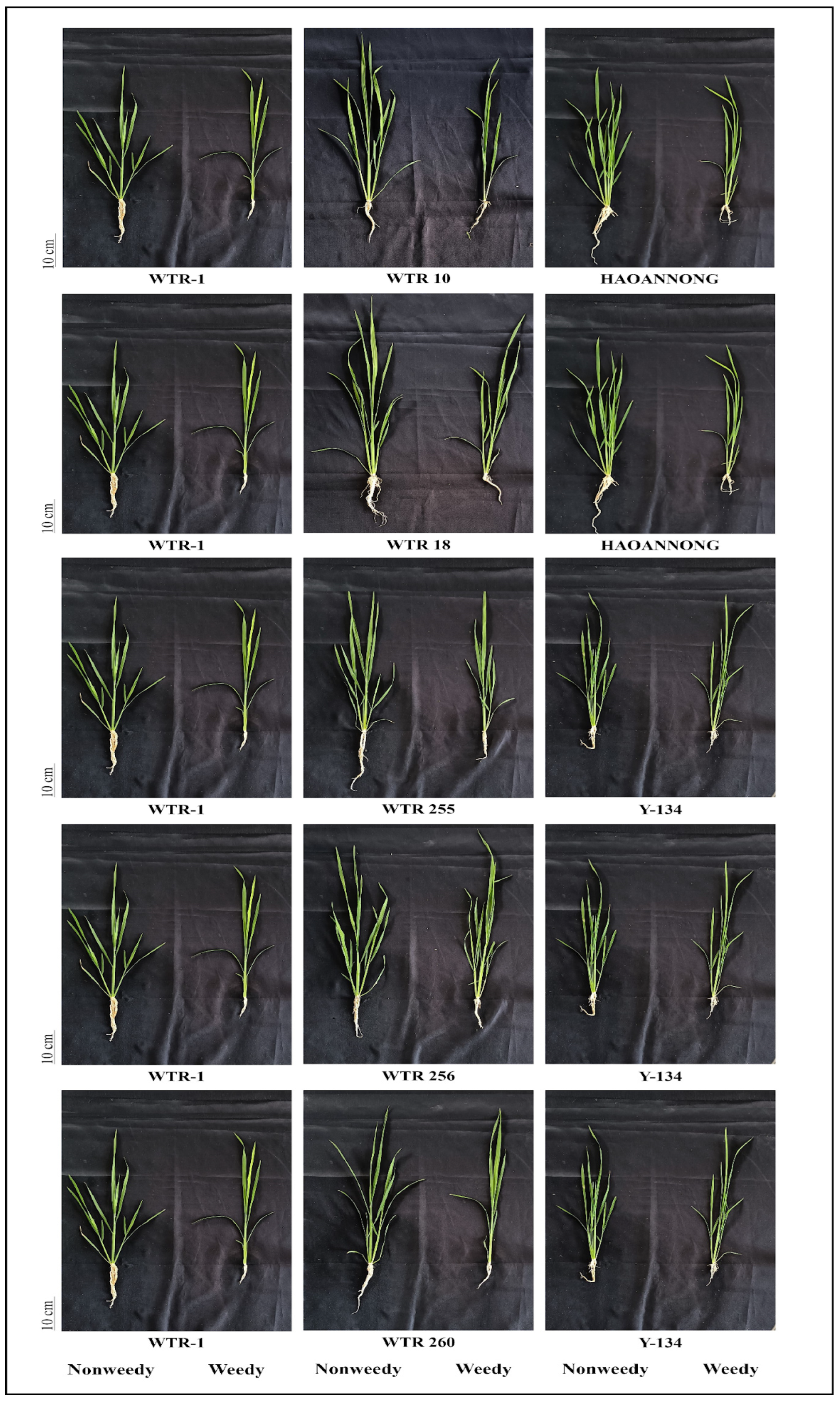 Biology 14 00413 g005