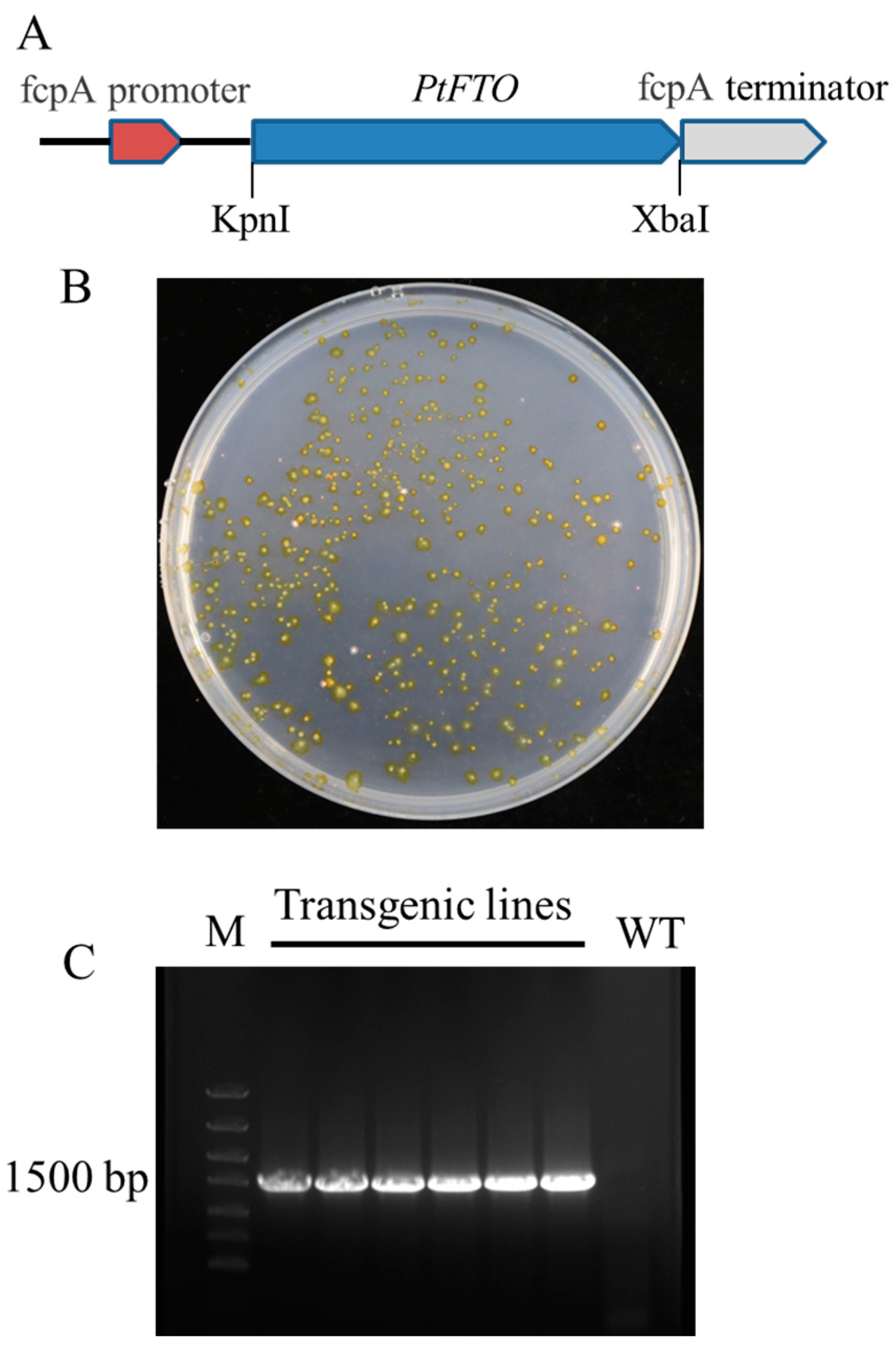 Biology 14 00414 g001