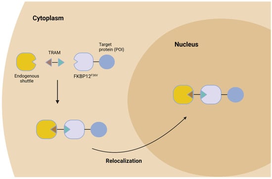 Biology 14 00420 g001