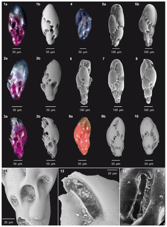 Biology 14 00421 g002