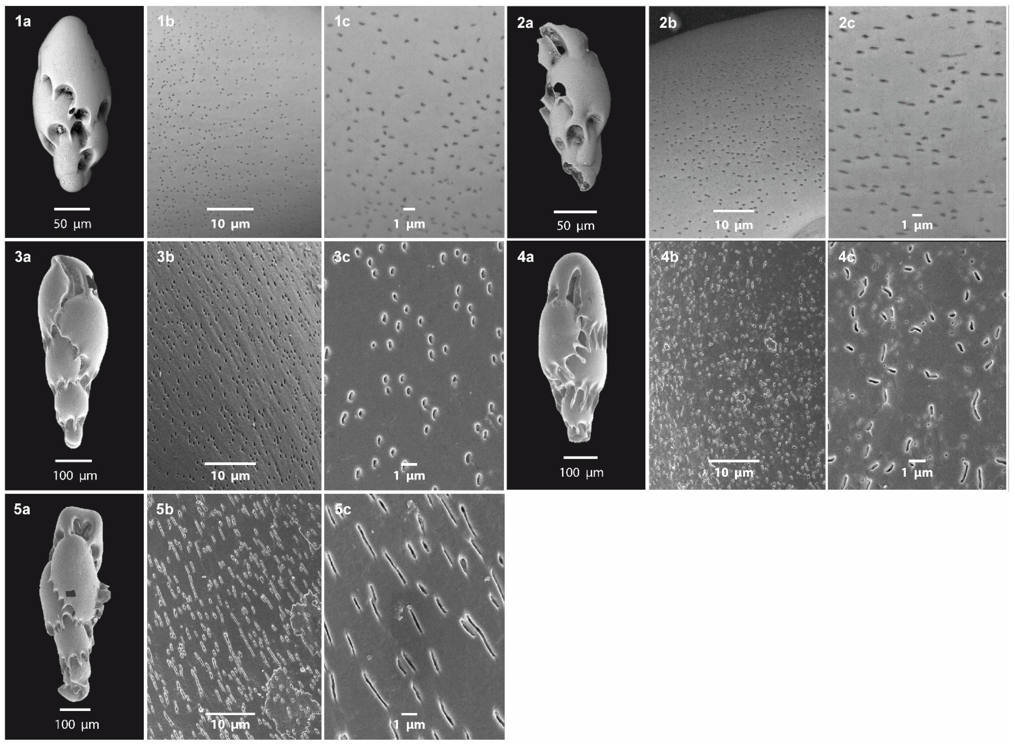 Biology 14 00421 g003