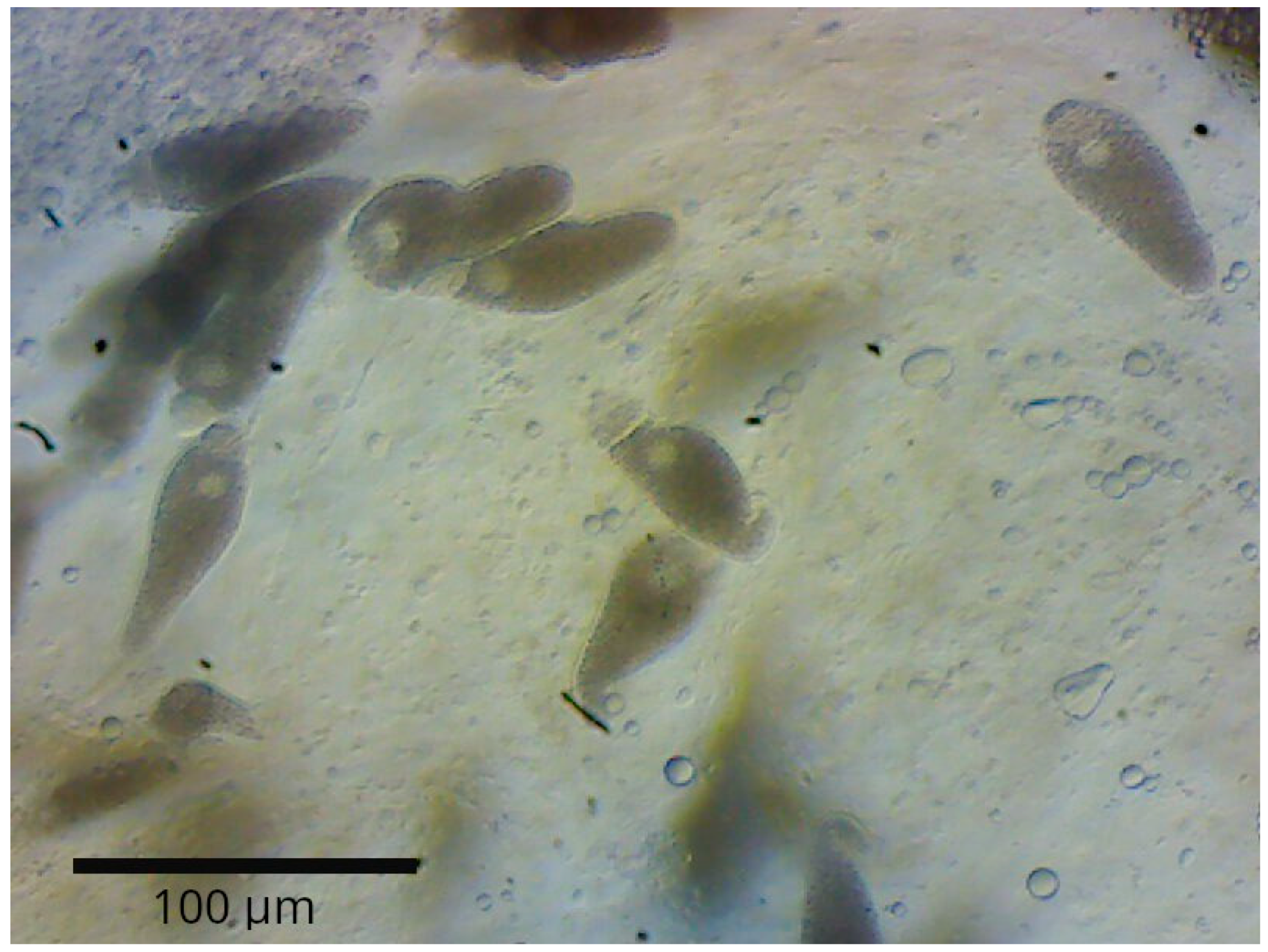 Biology 14 00453 g001