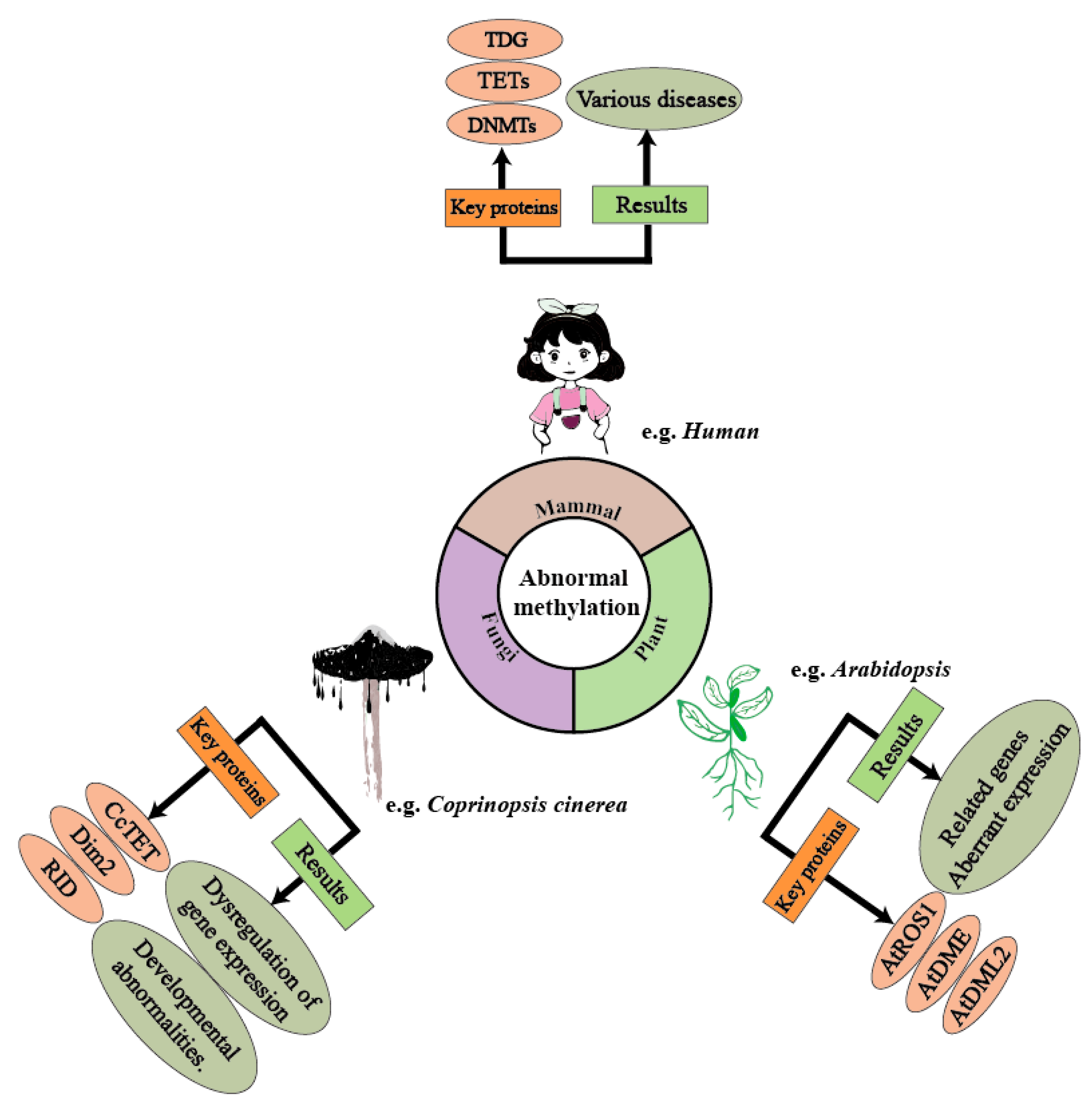 Biology 14 00461 g001