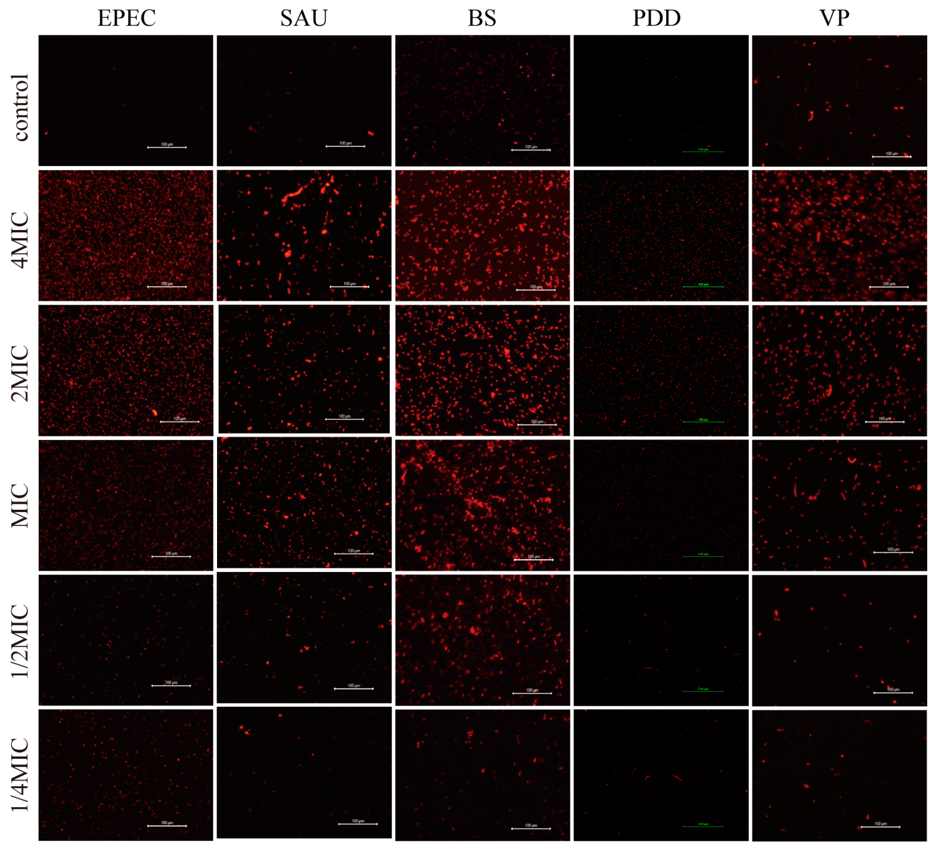 Biology 14 00470 g003