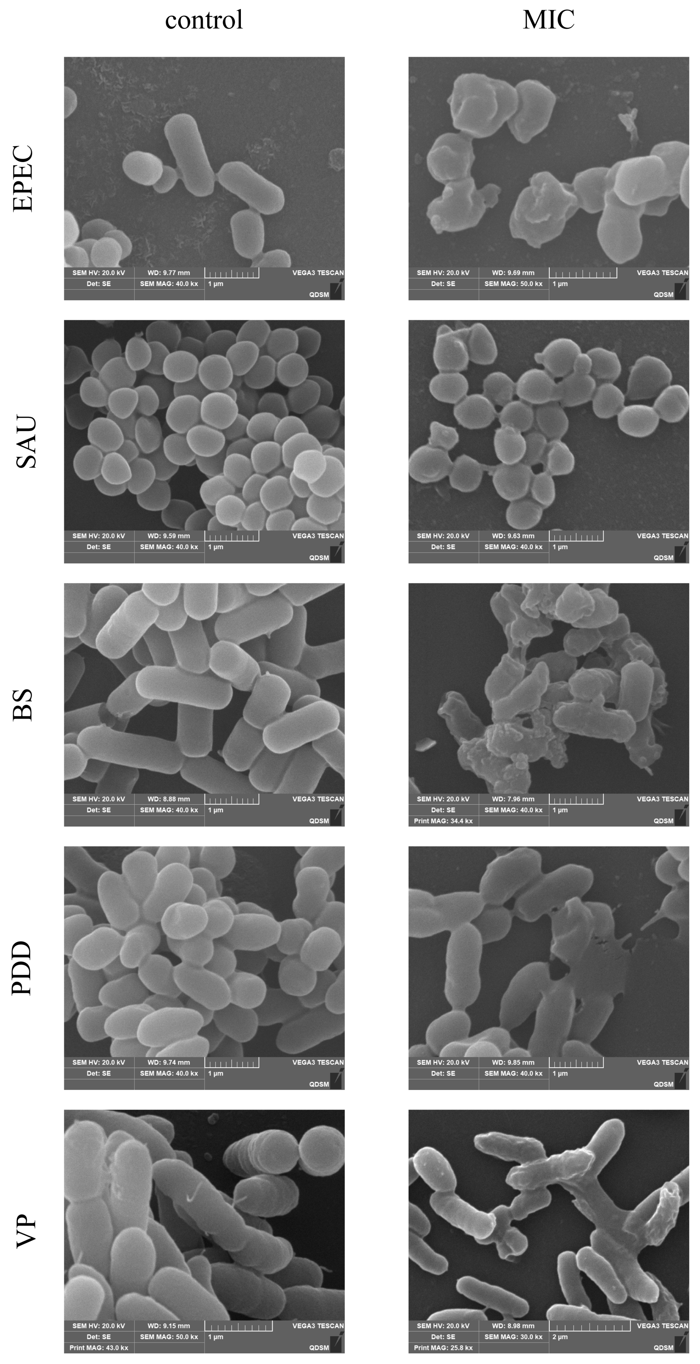 Biology 14 00470 g004