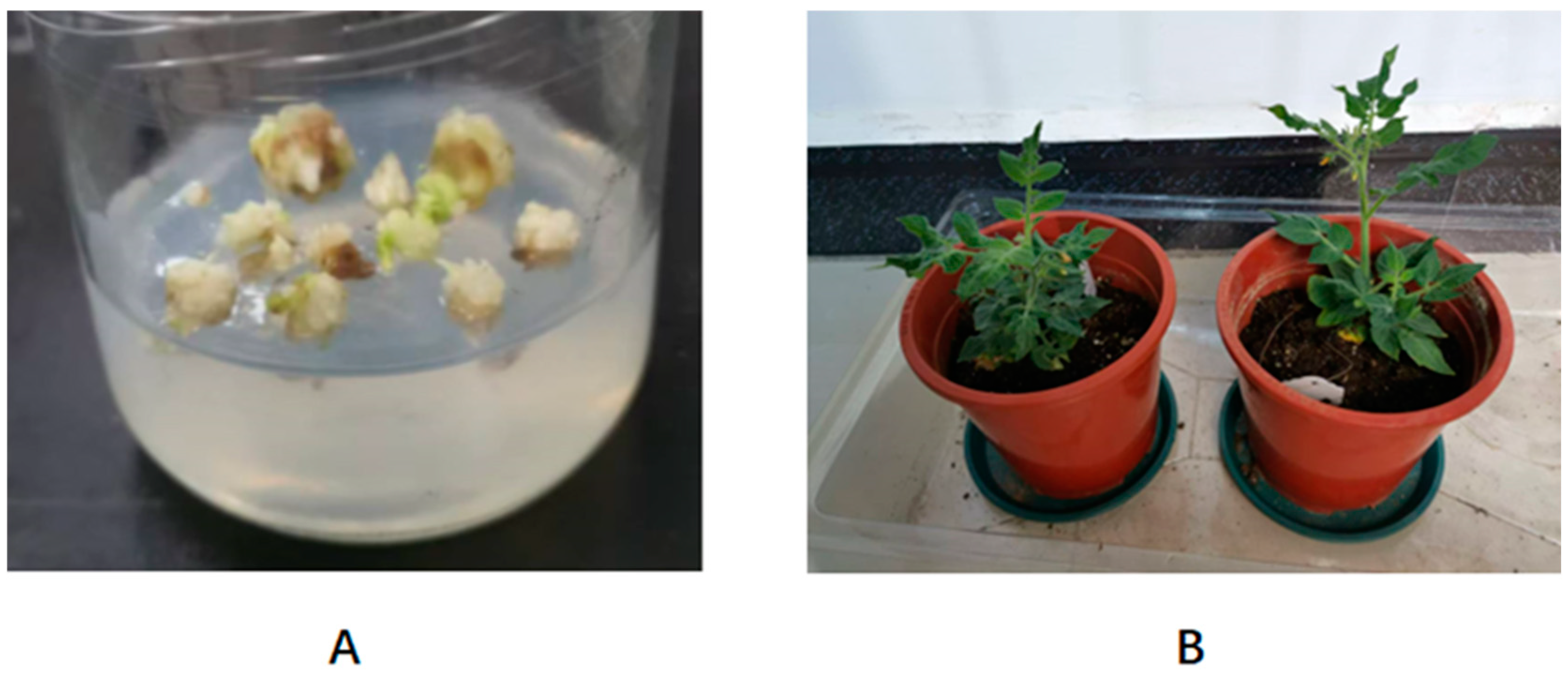 Biology 14 00474 g004 Biology 14 00474 g004