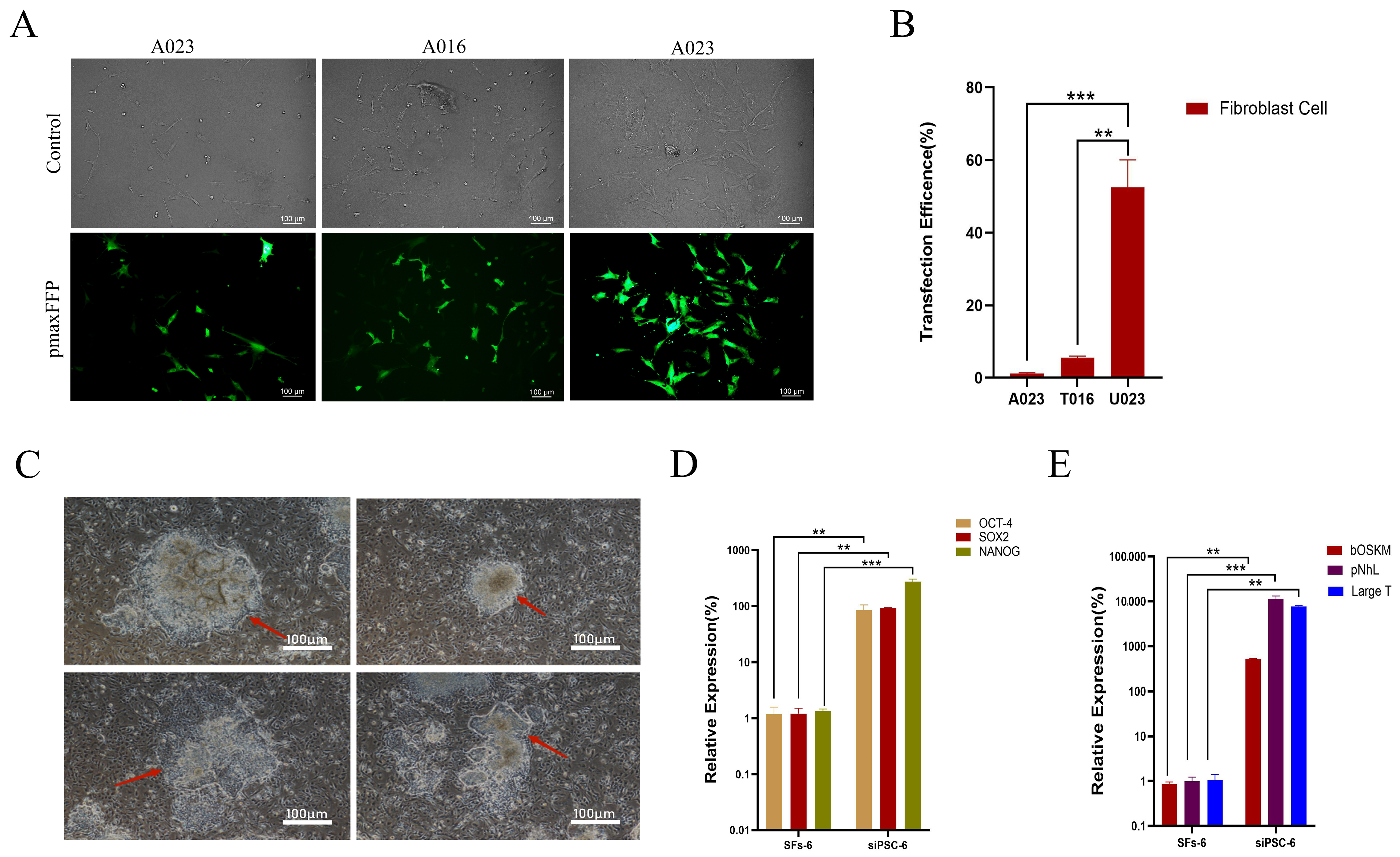 Biology 14 00484 g001