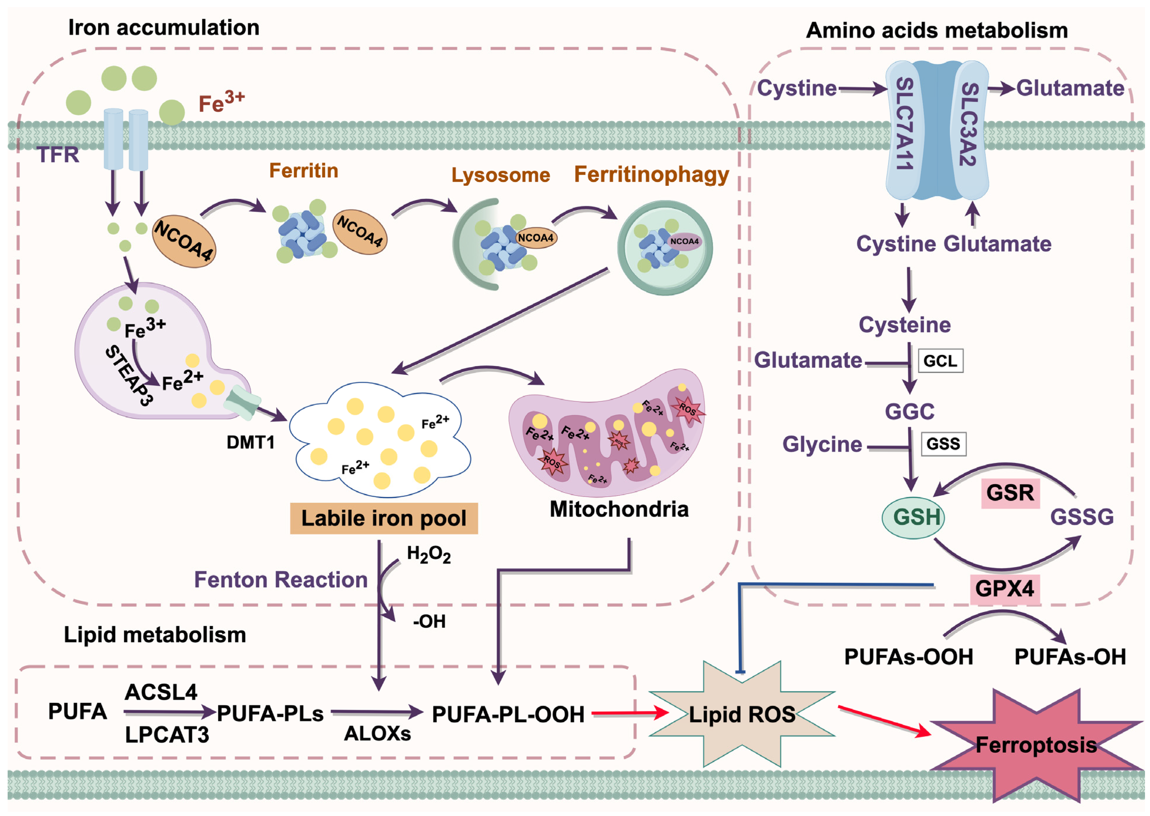 Biology 14 00545 g002