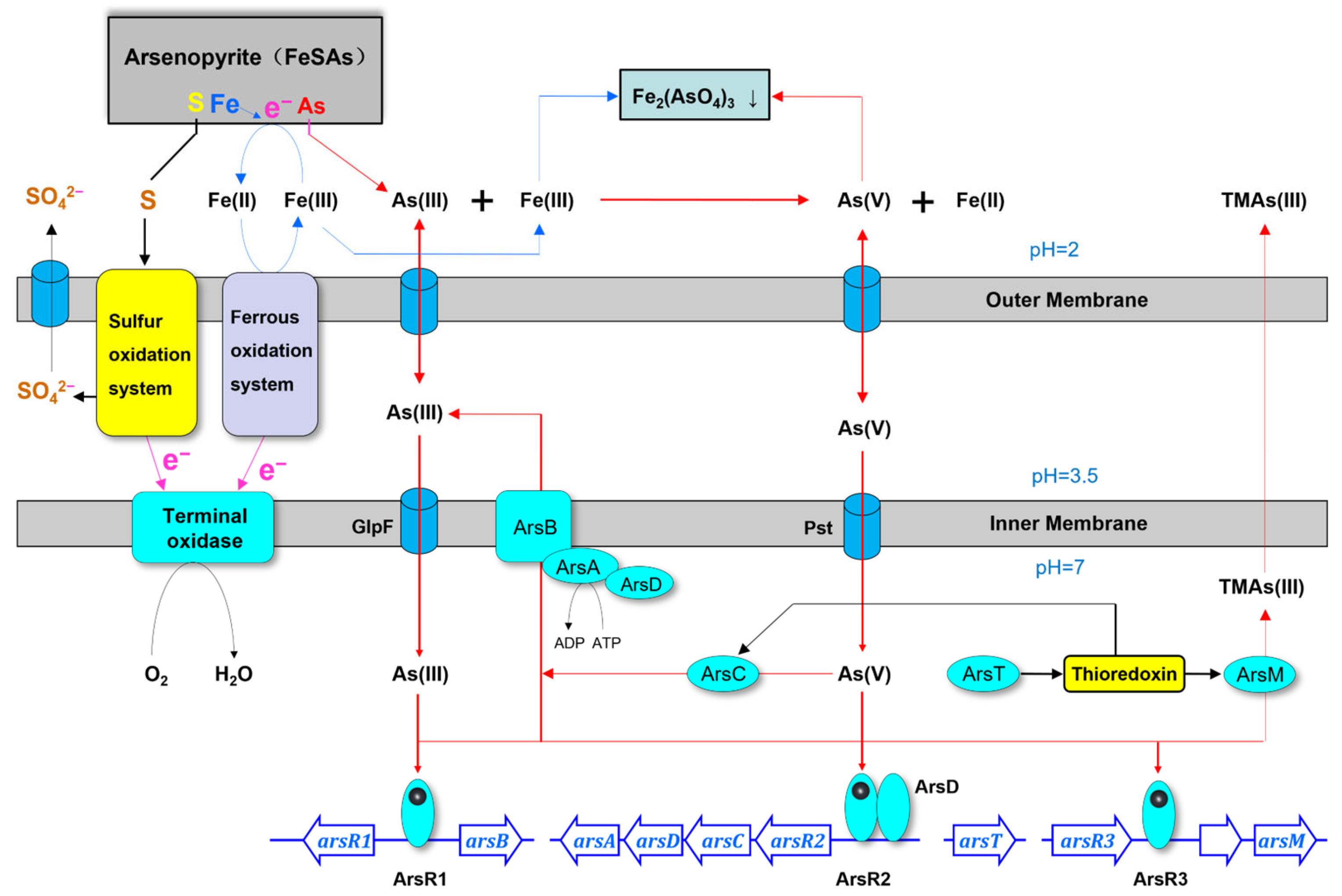 Biology 14 00550 g008