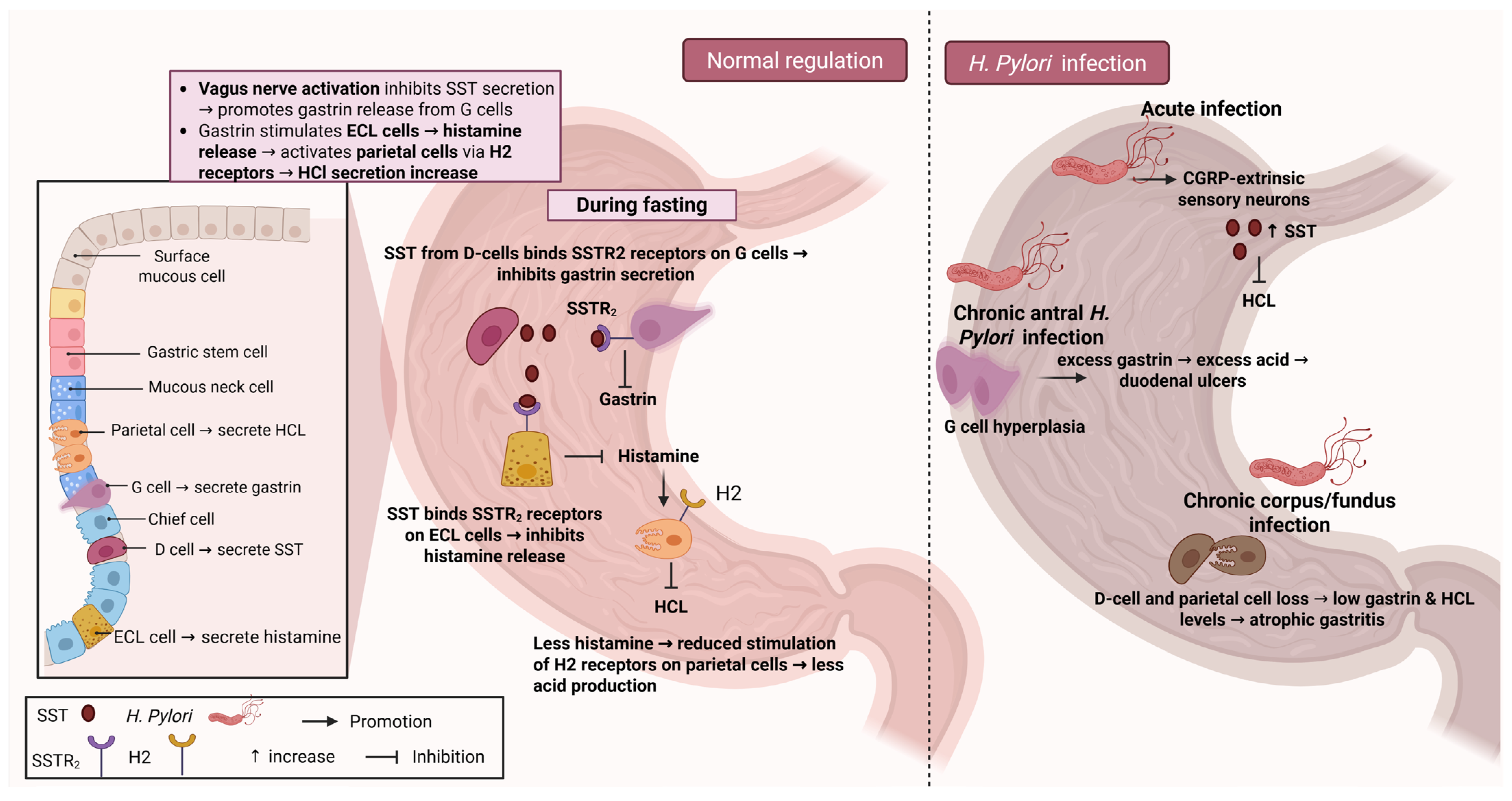 Biology 14 00558 g002