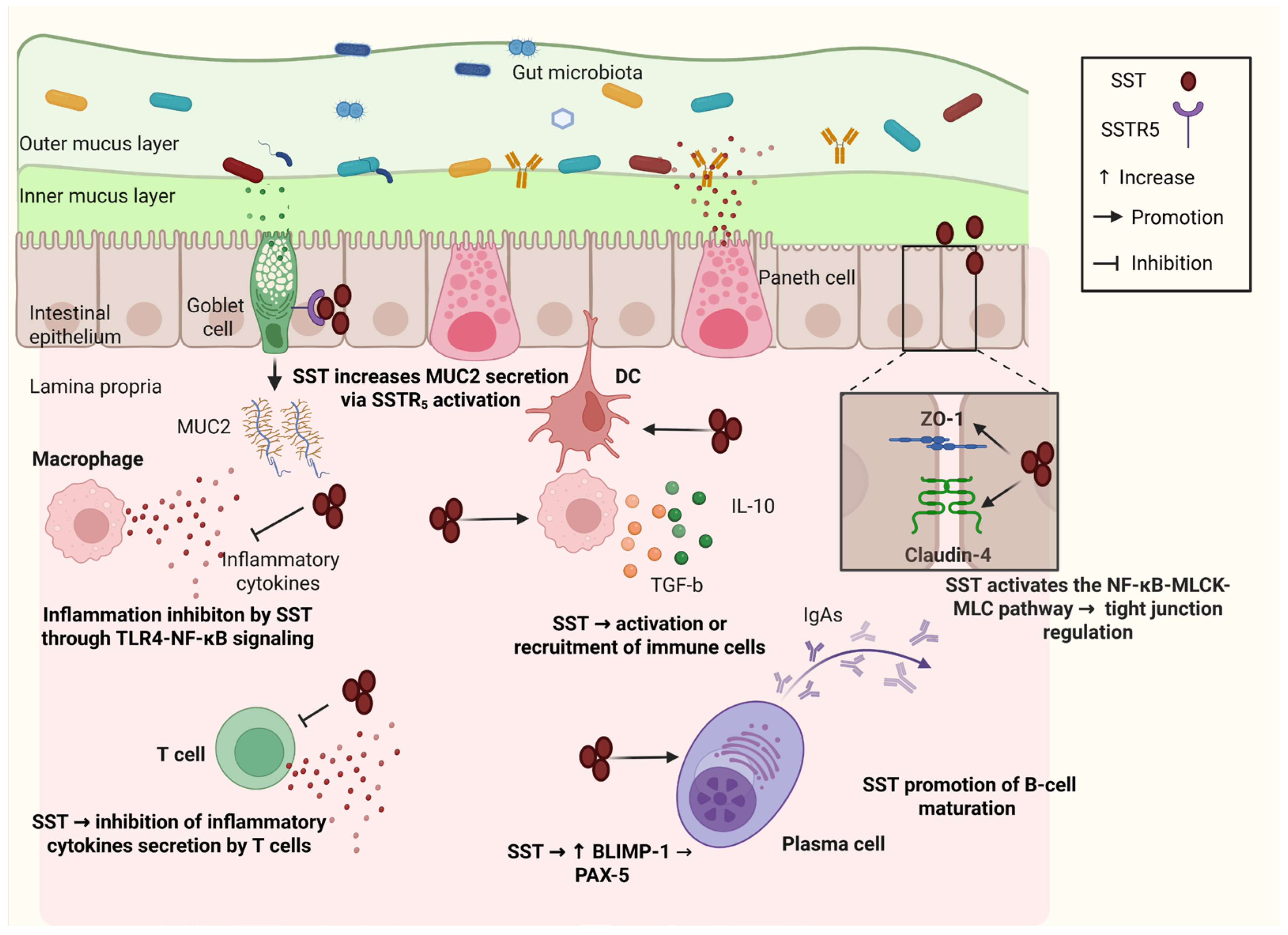 Biology 14 00558 g004