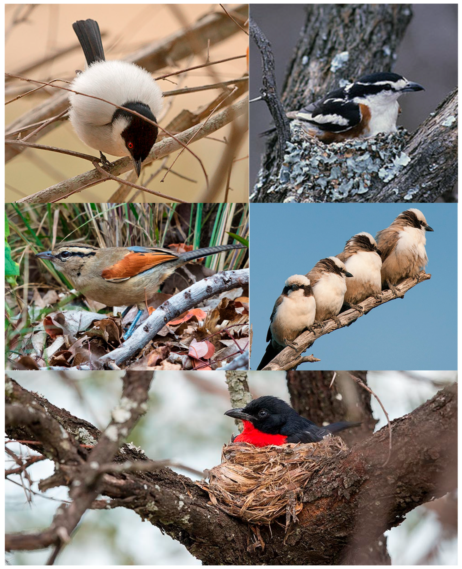 Biology 14 00577 g003