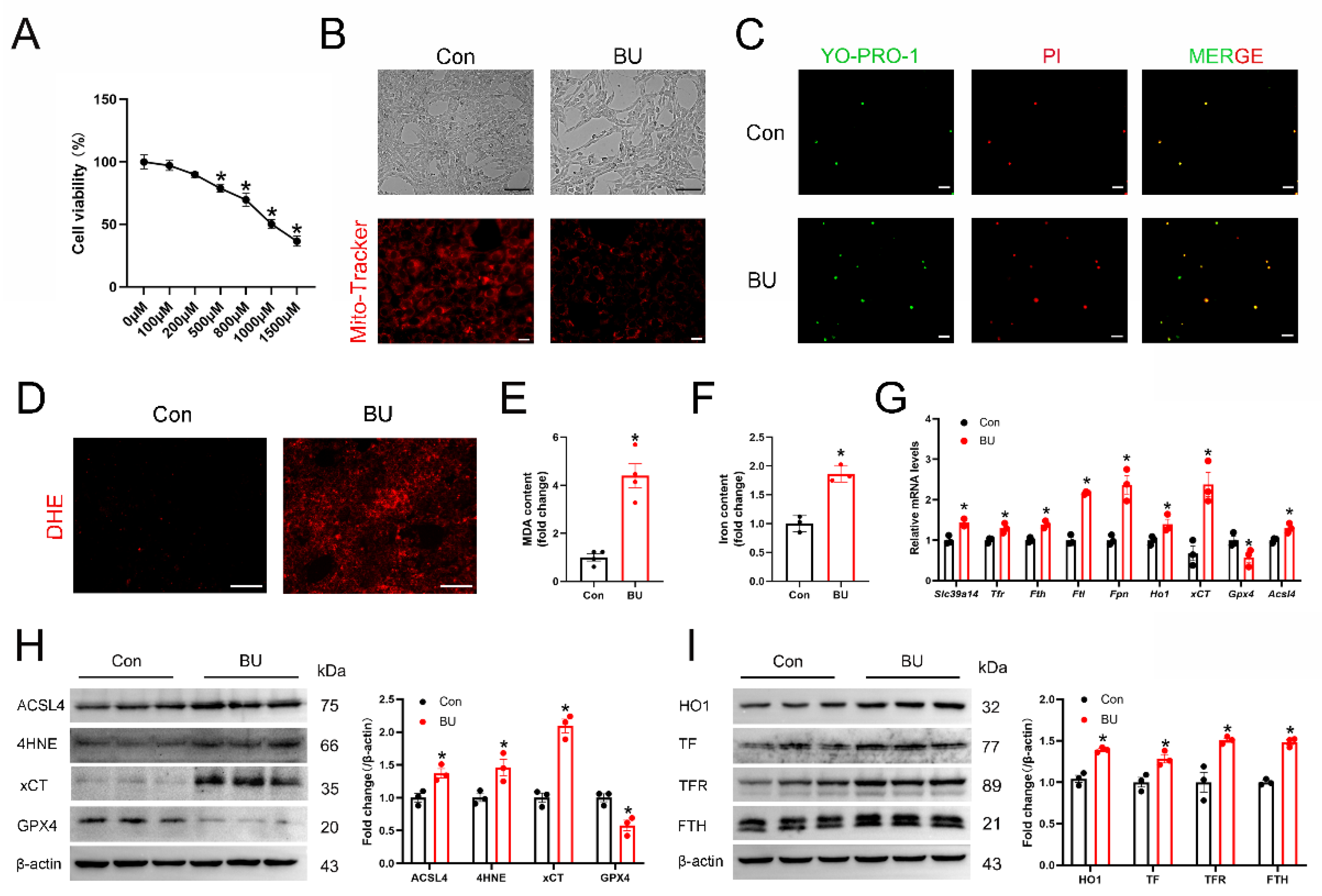 Biology 14 00594 g004