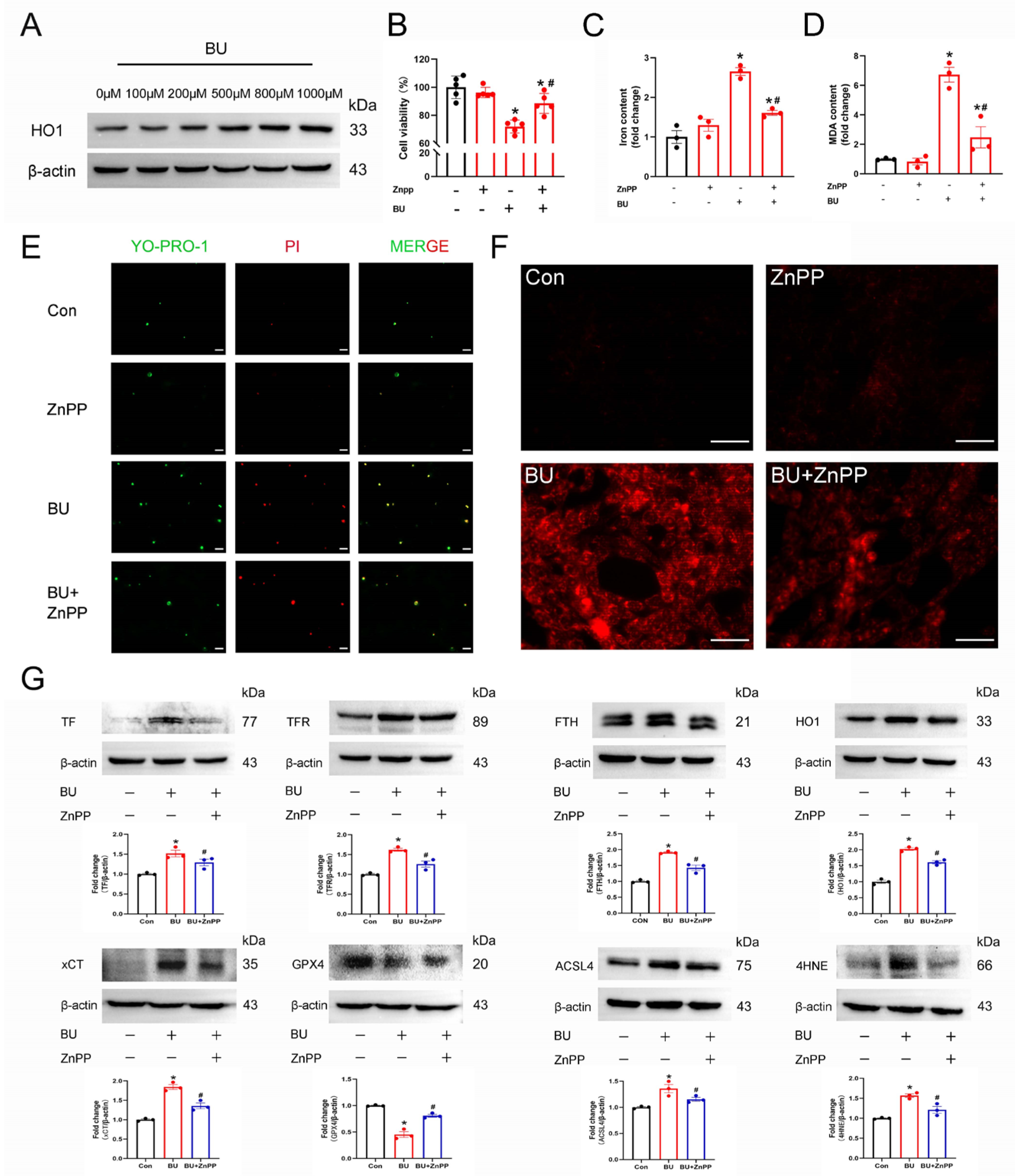 Biology 14 00594 g006