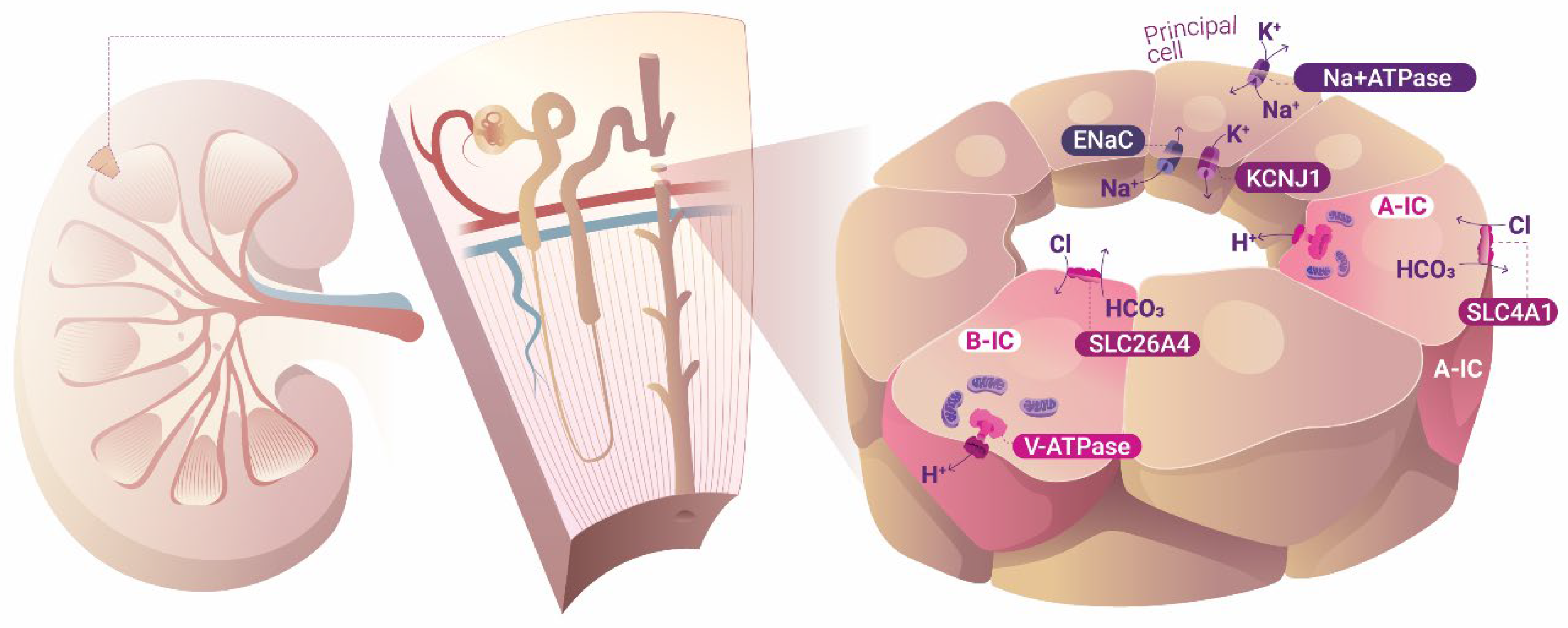 Biology 14 00607 g001