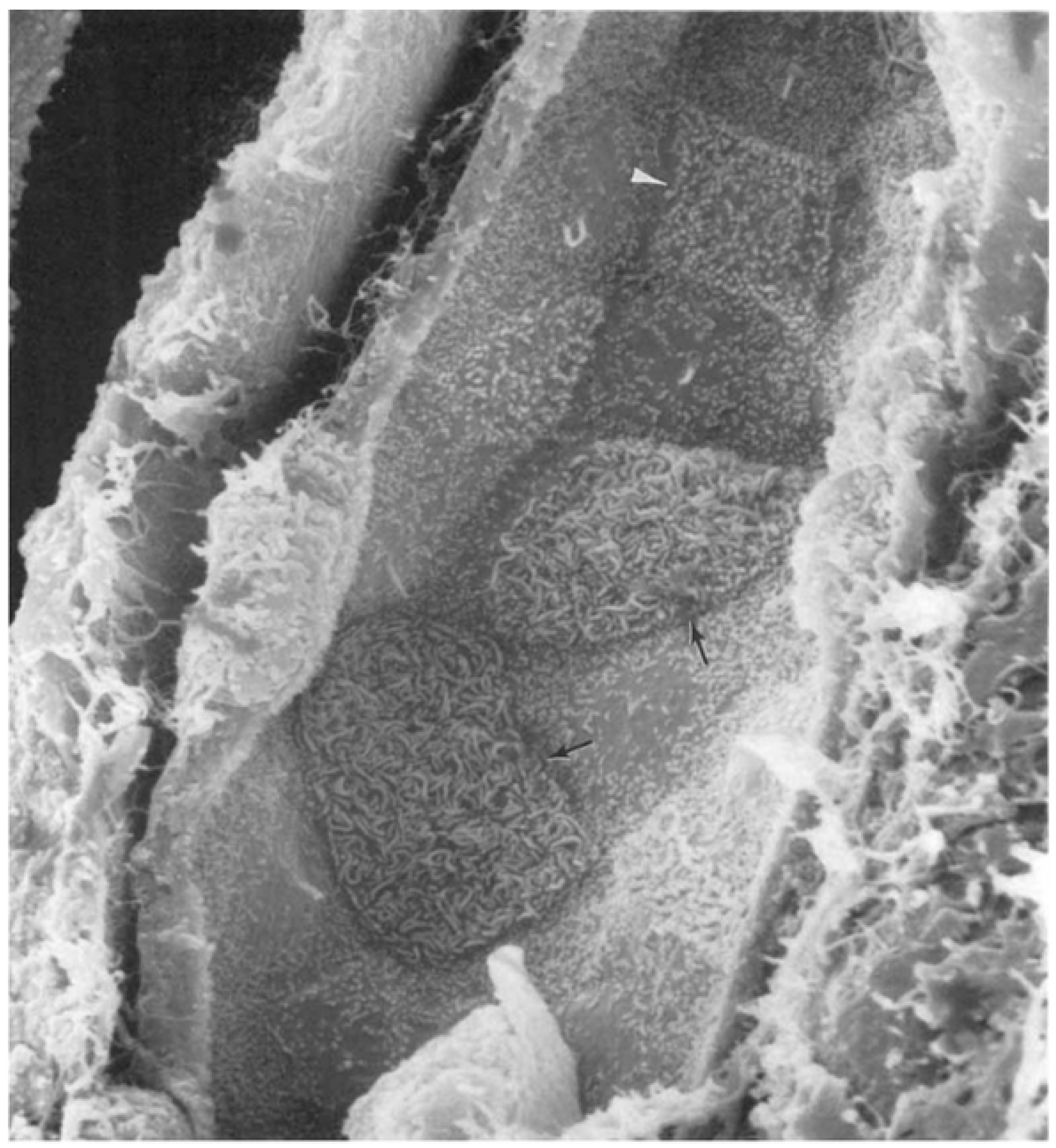 Biology 14 00607 g002