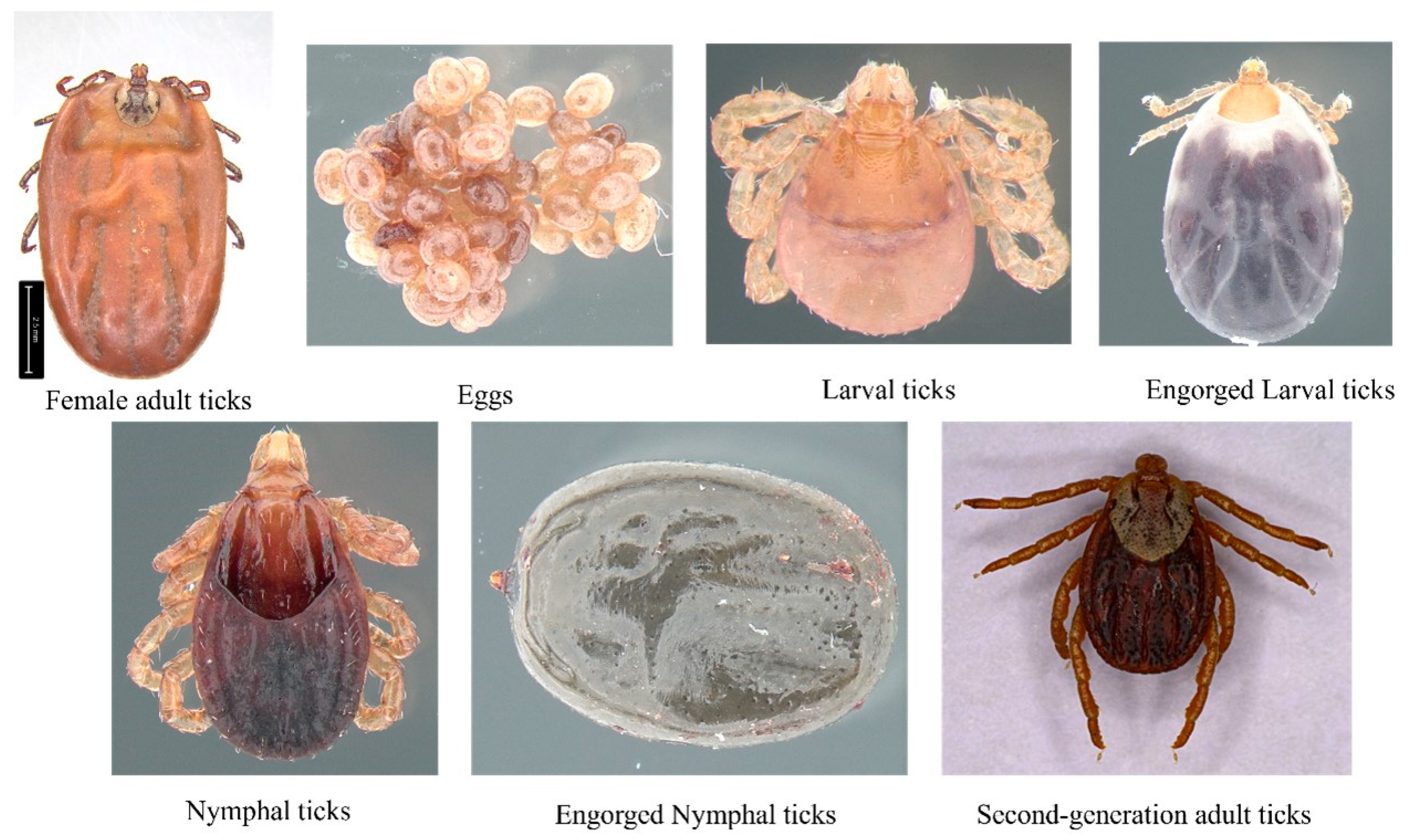 Biology 14 00613 g001