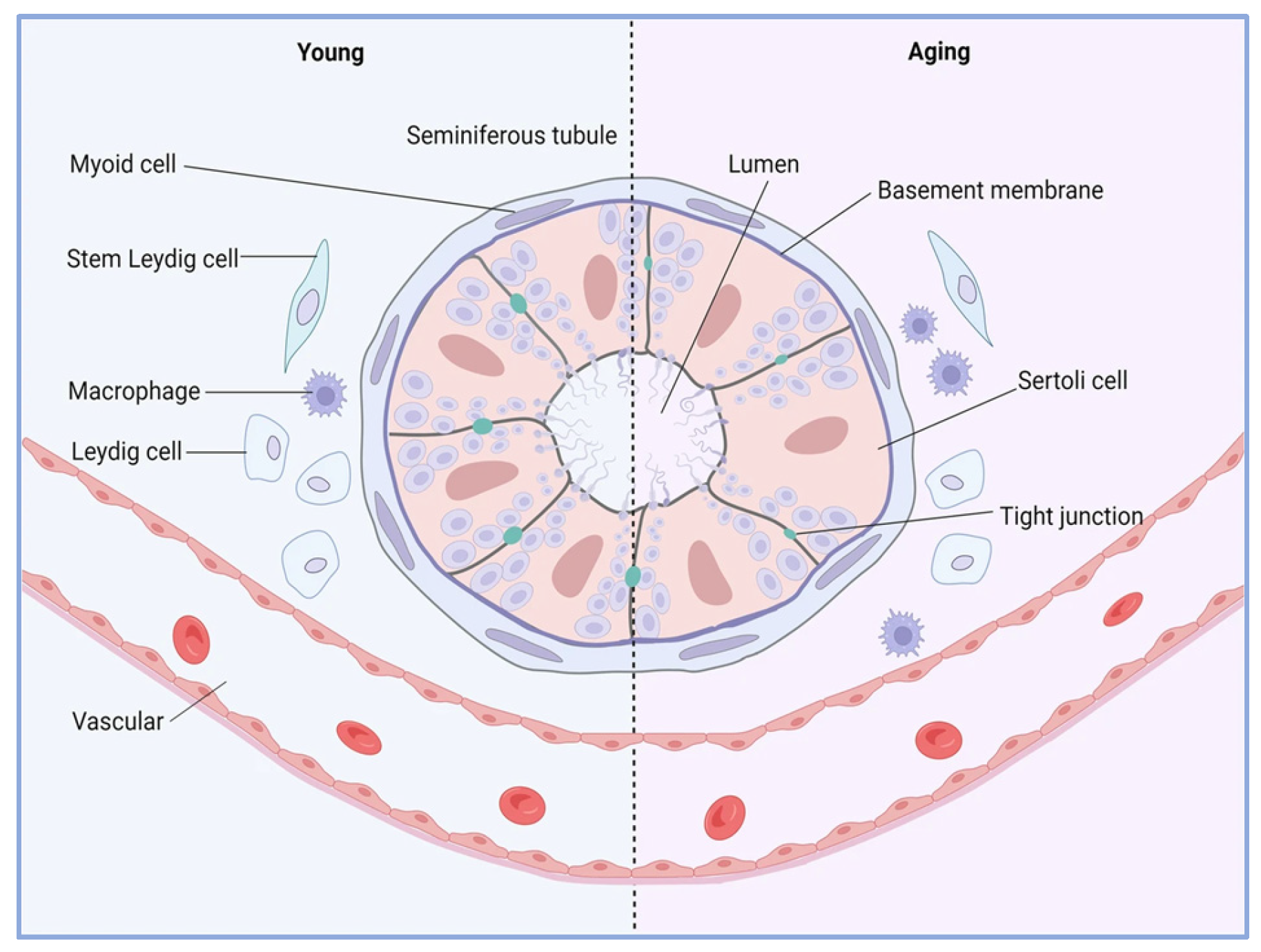 Biology 14 00643 g004