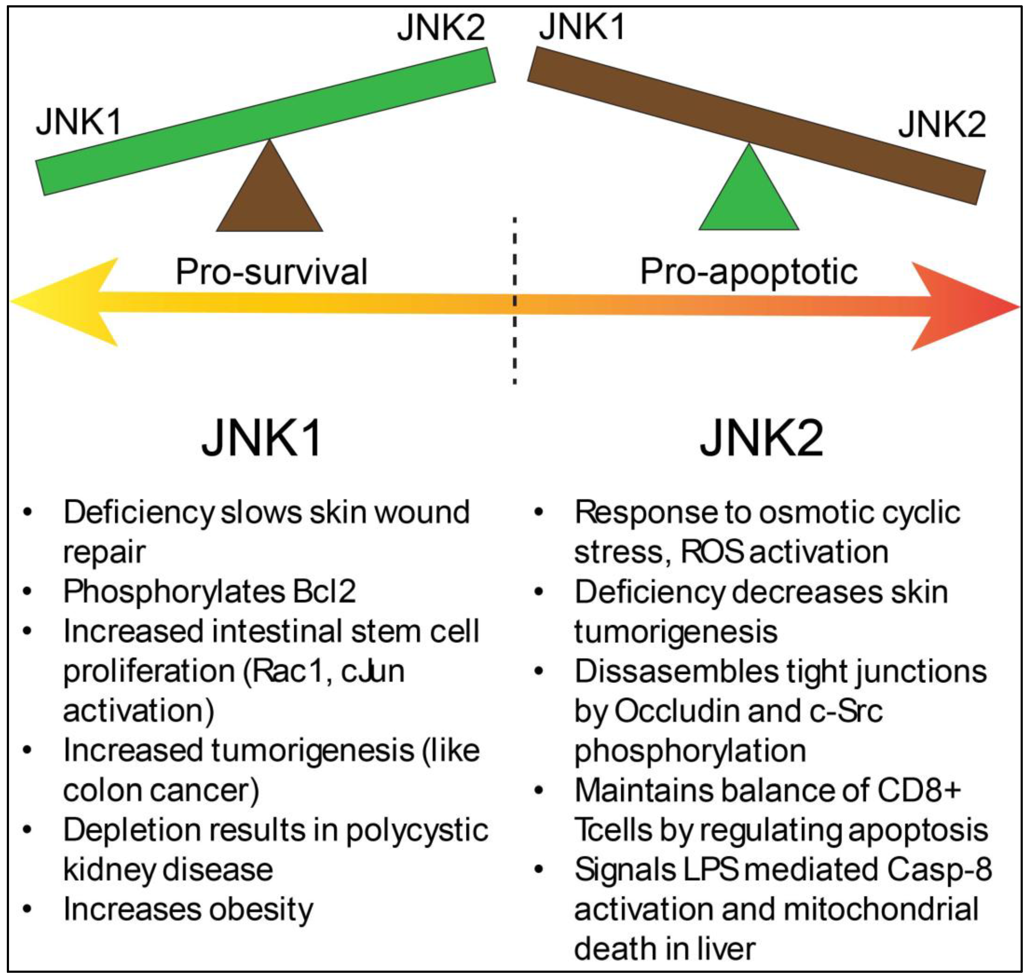 Biology 14 00649 g003
