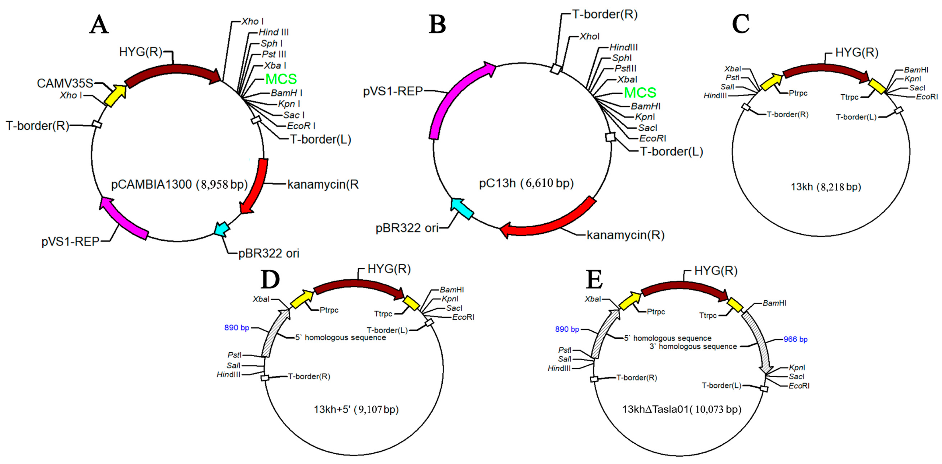 Biology 14 00691 g0a1