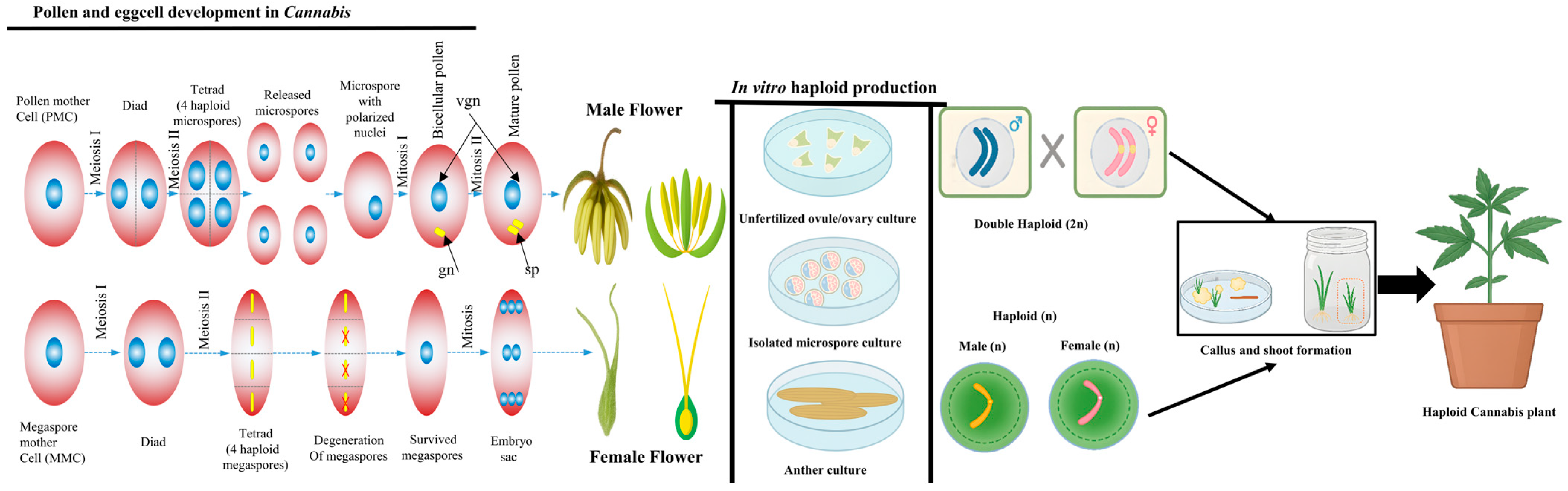 Biology 14 00701 g003