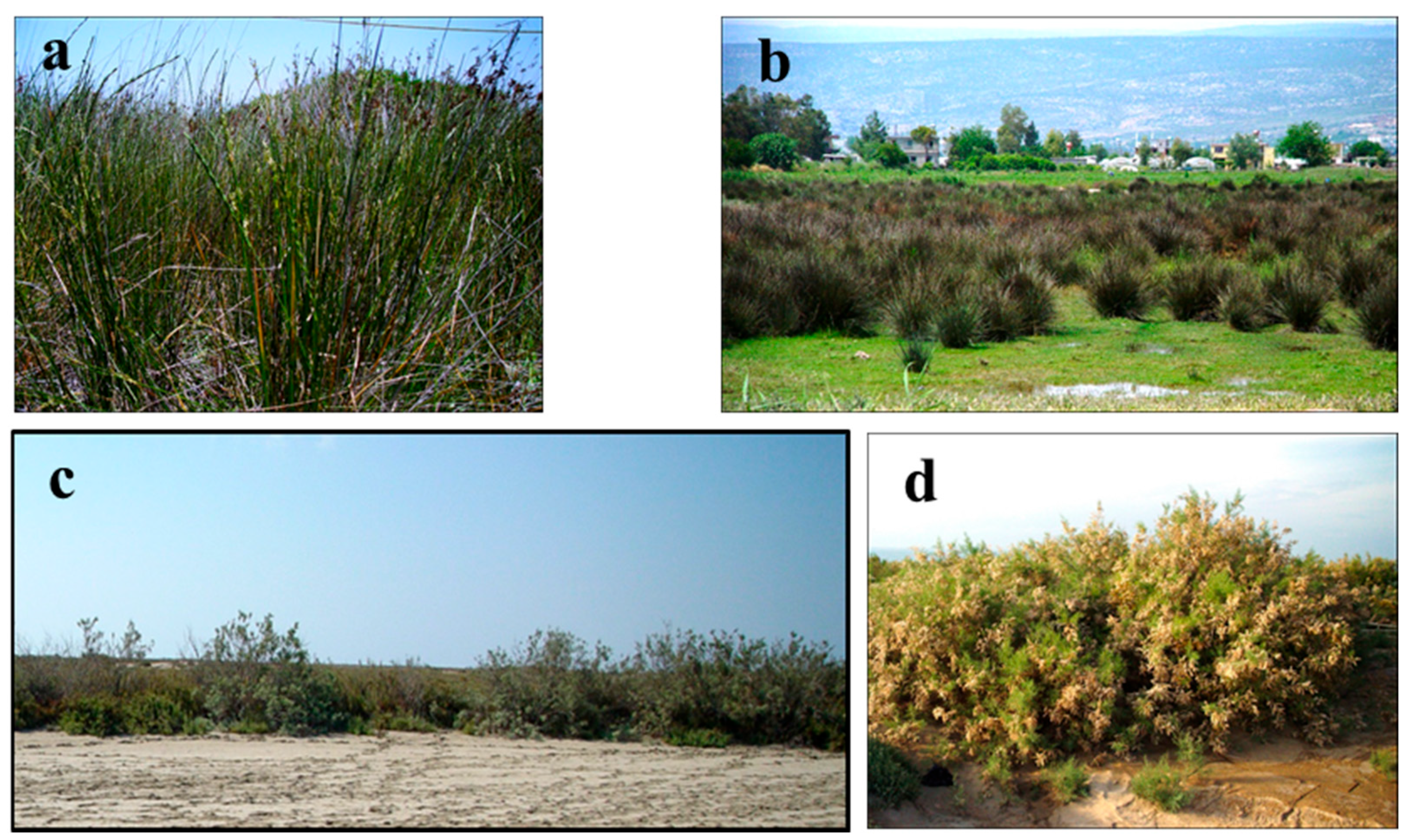 Biology 14 00710 g007