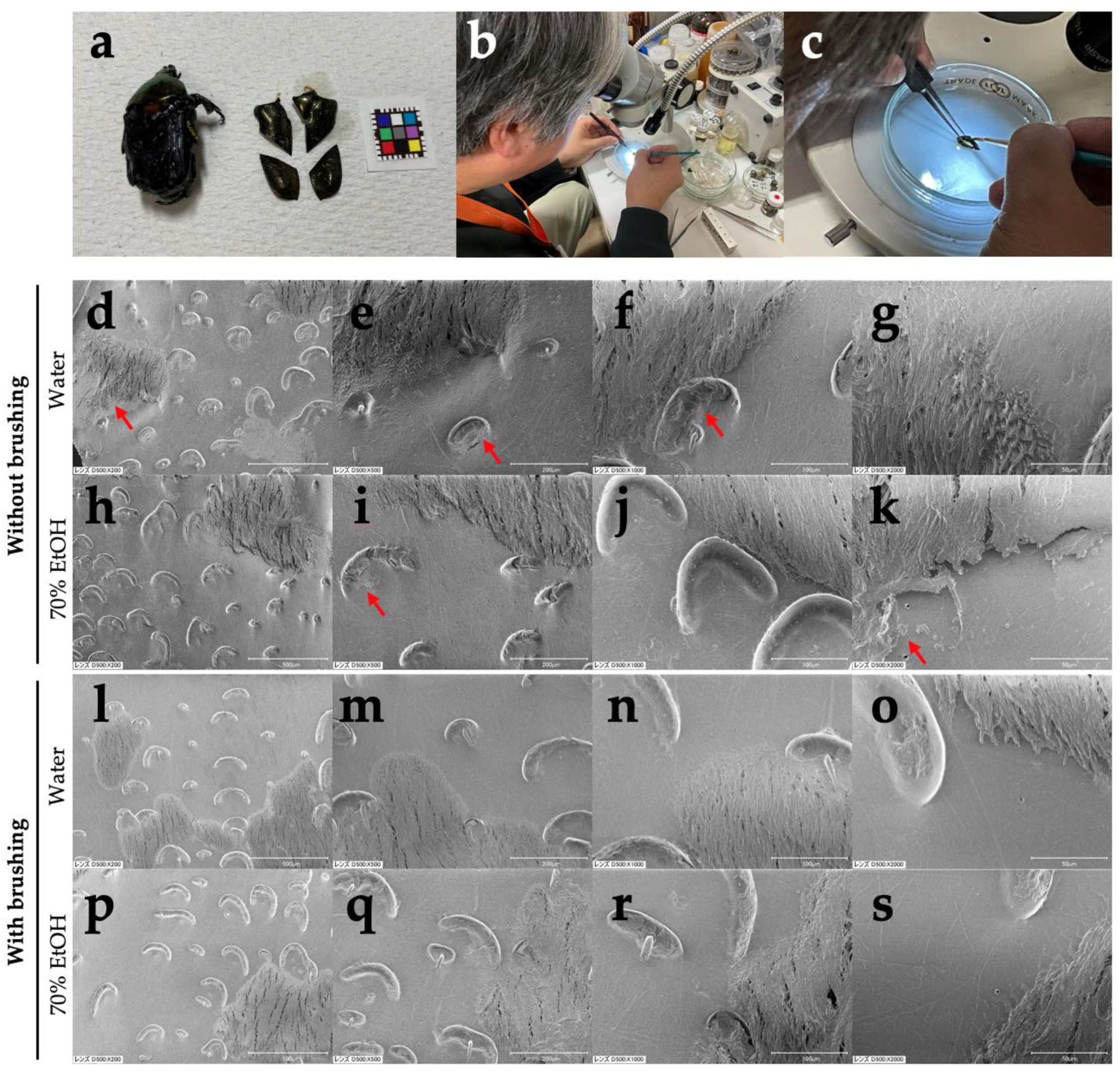 Biology 14 00730 g014 Biology 14 00730 g014