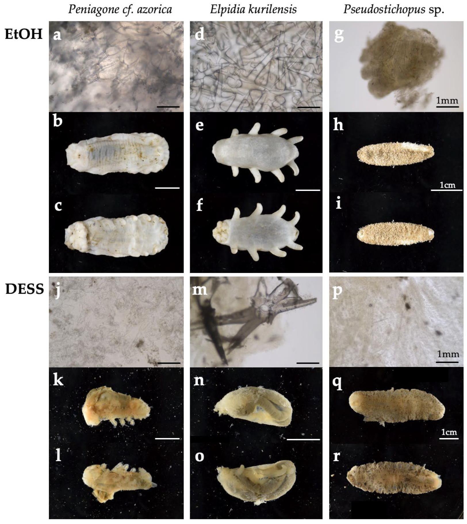 Biology 14 00730 g017 Biology 14 00730 g017