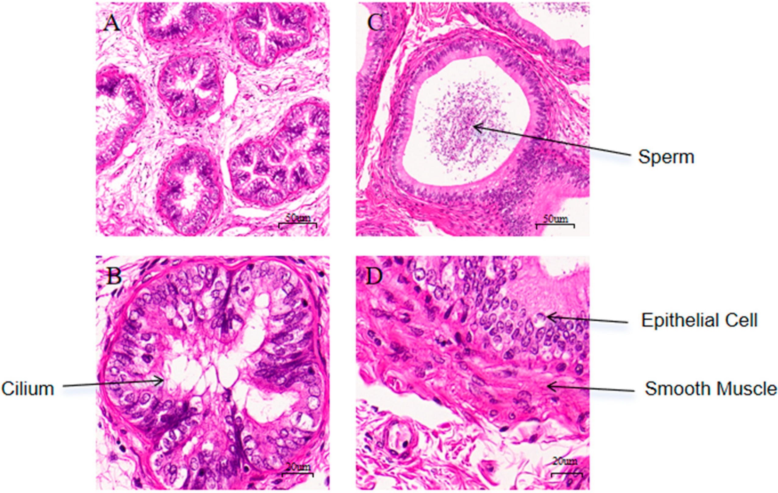 Biology 14 00760 g001