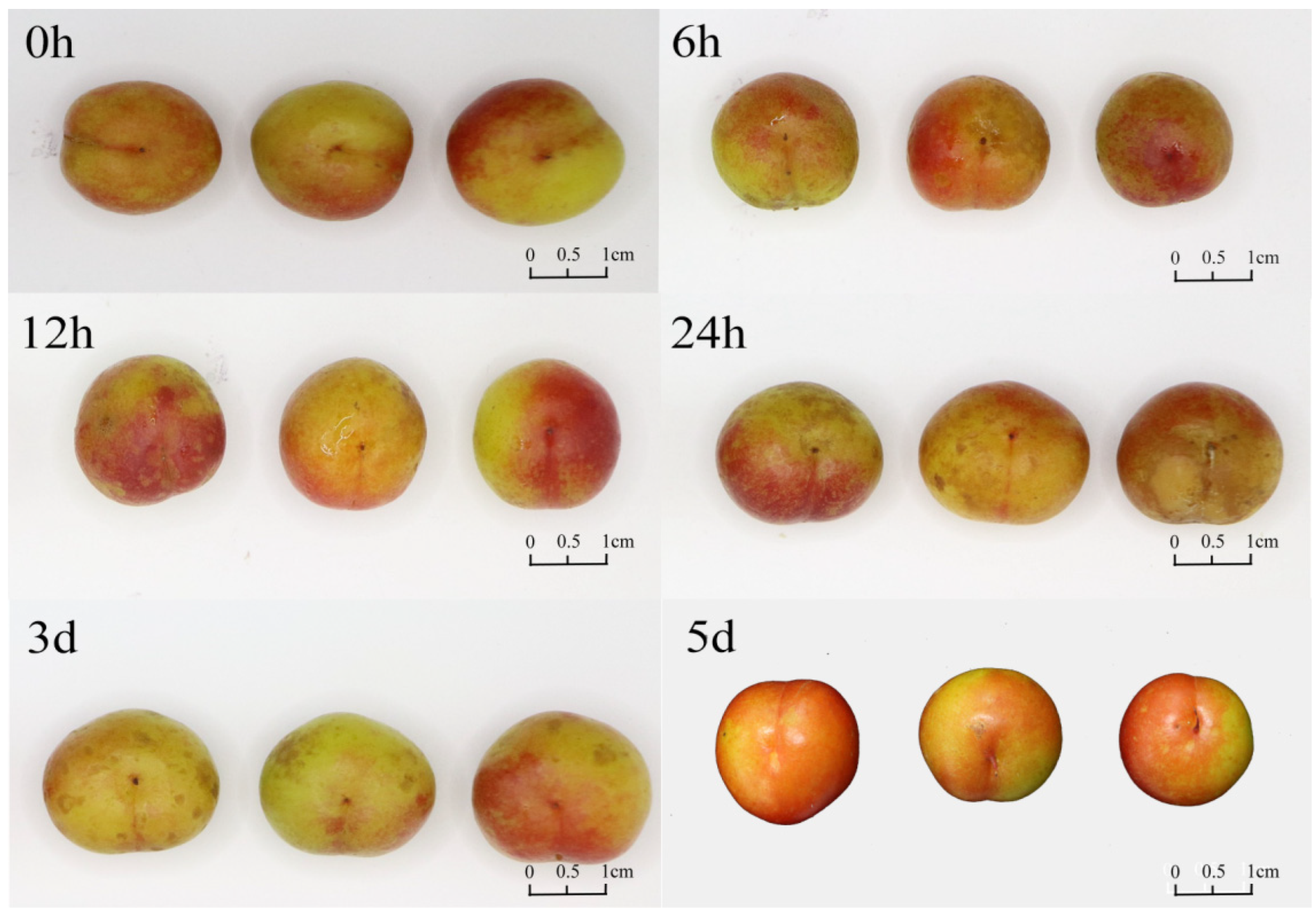 Biology 14 00763 g009