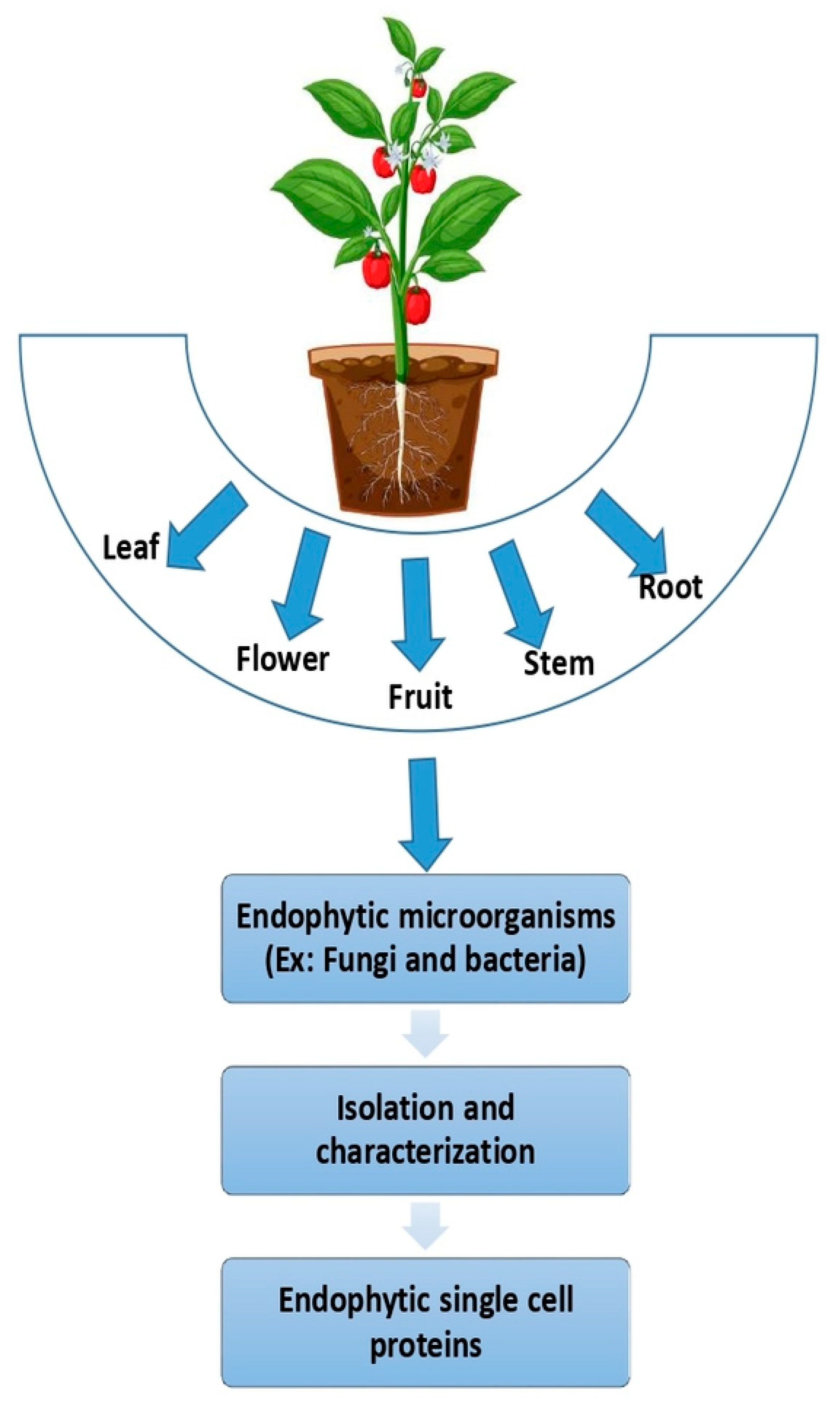 Biology 14 00764 g002