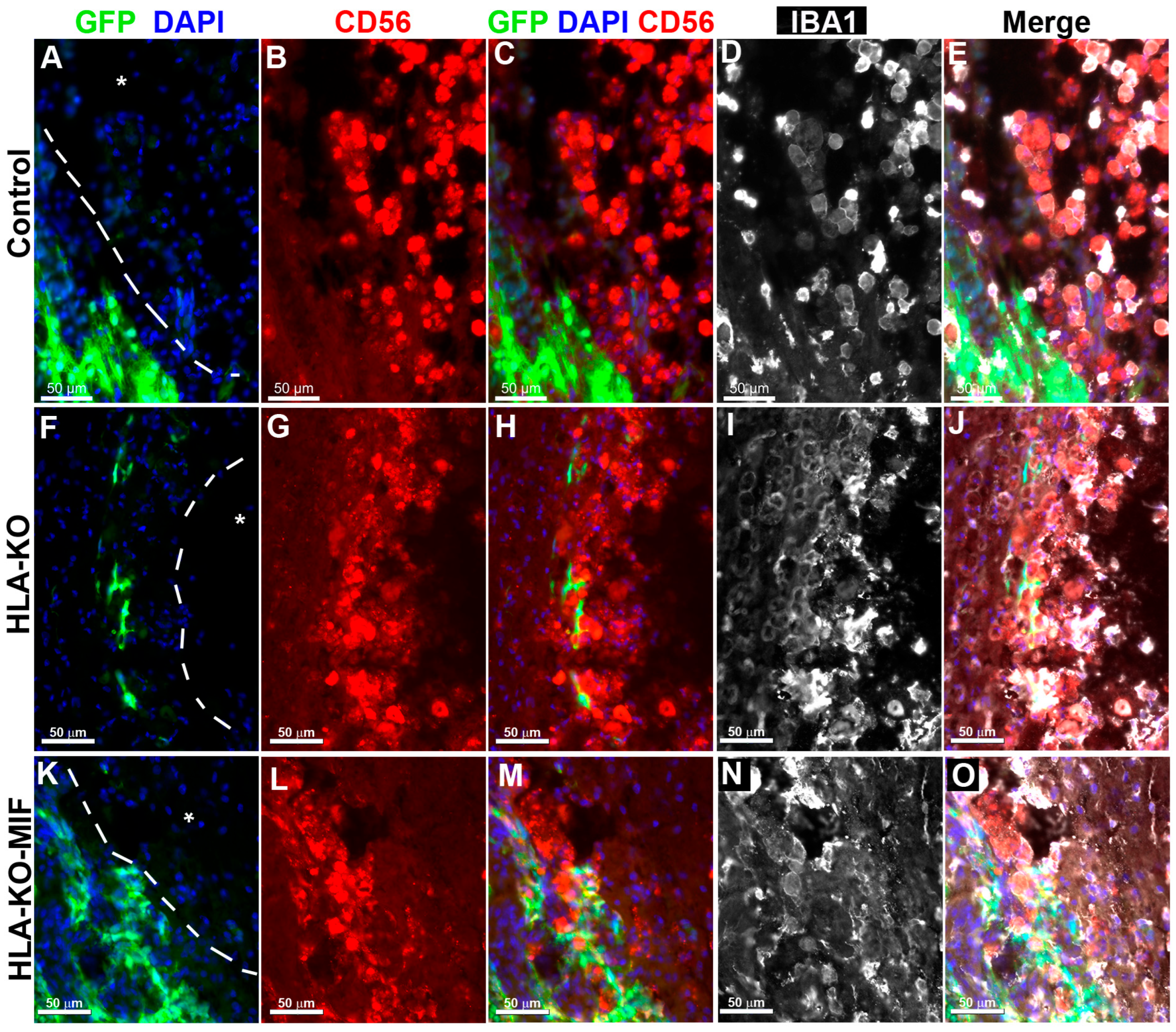 Biology 14 00791 g005