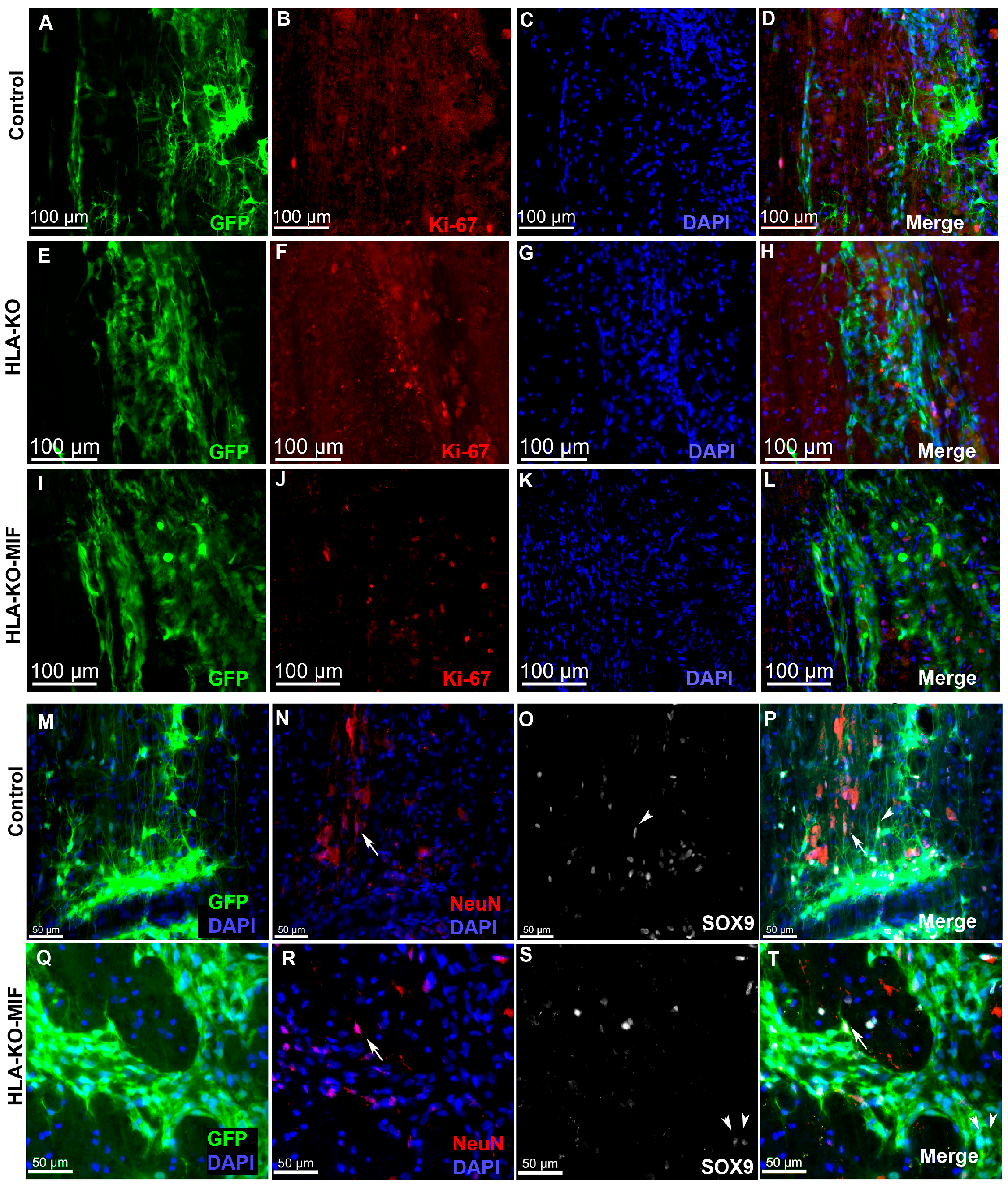 Biology 14 00791 g007