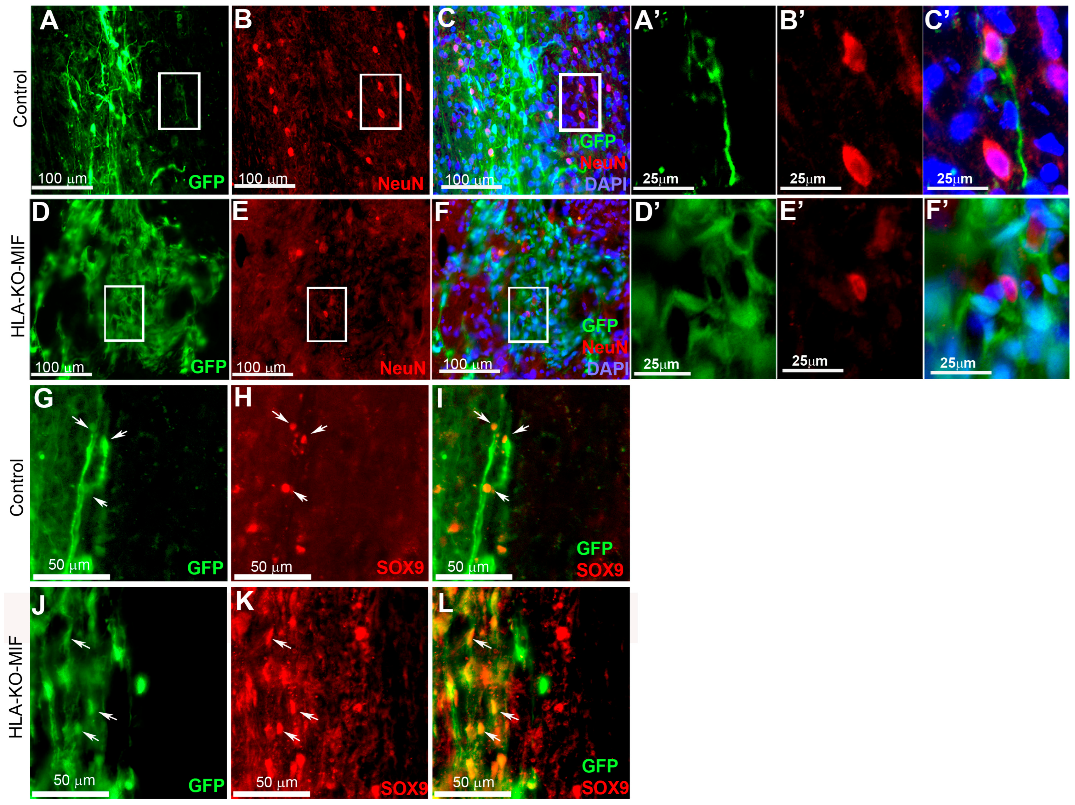Biology 14 00791 g009