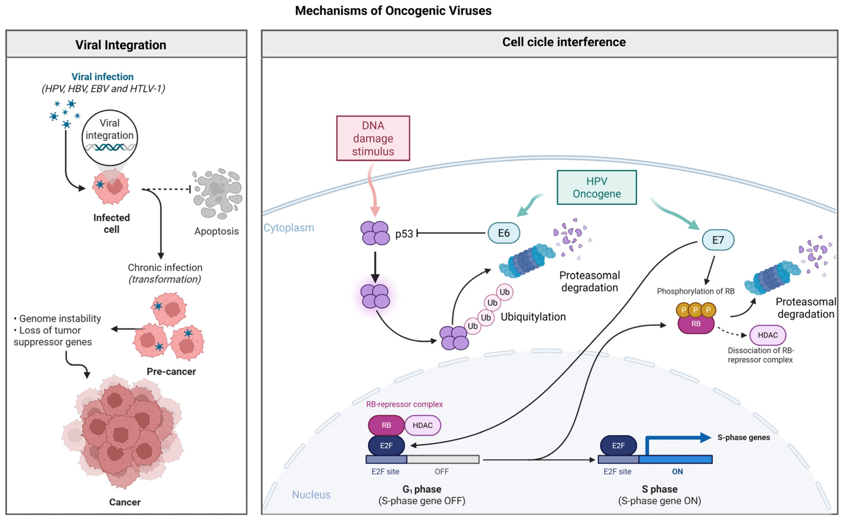Biology 14 00797 g001