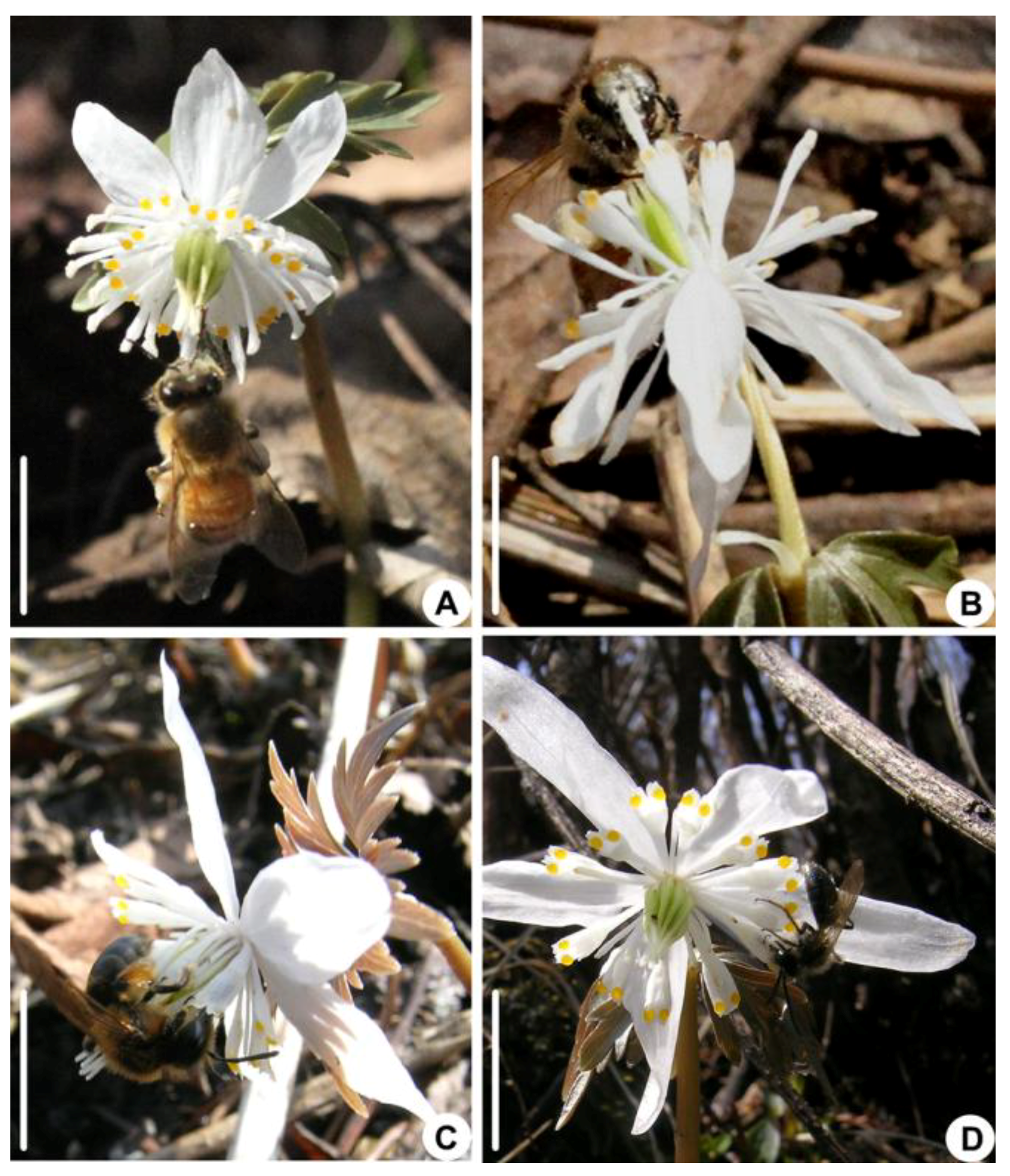 Biology 14 00804 g003