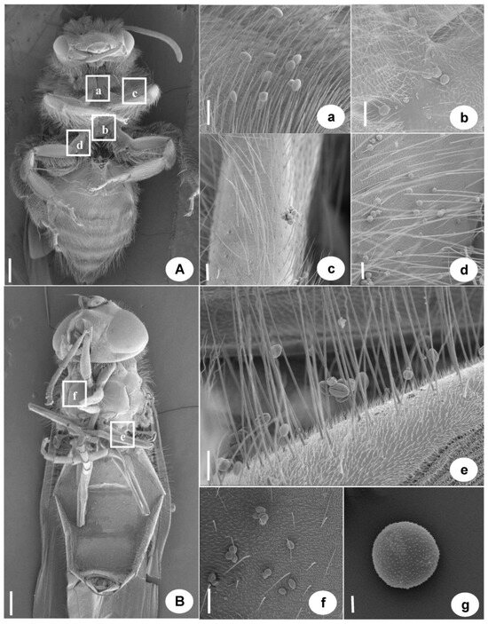 Biology 14 00804 g0a1