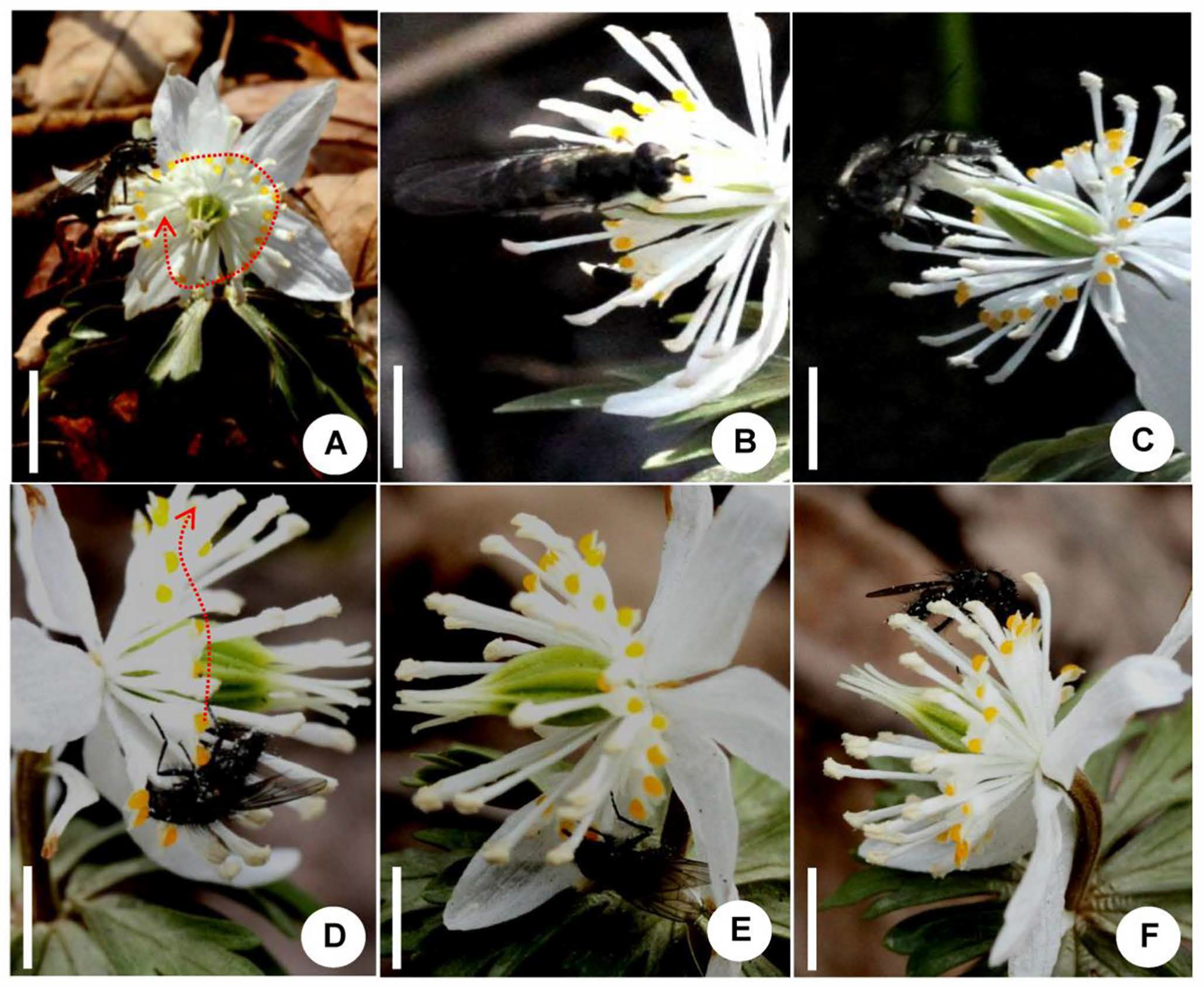 Biology 14 00804 g0a2