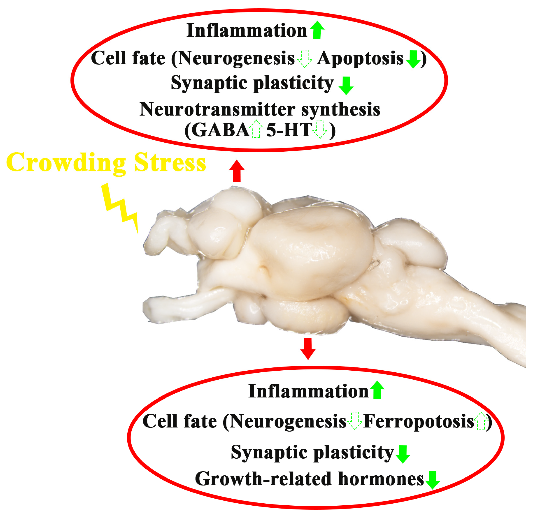 Biology 14 00809 g008
