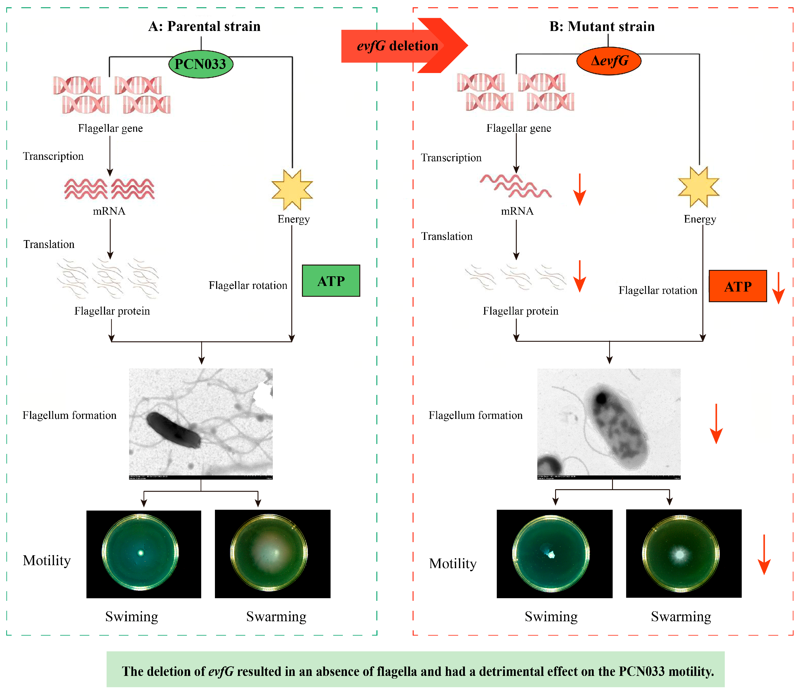 Biology 14 00822 g007