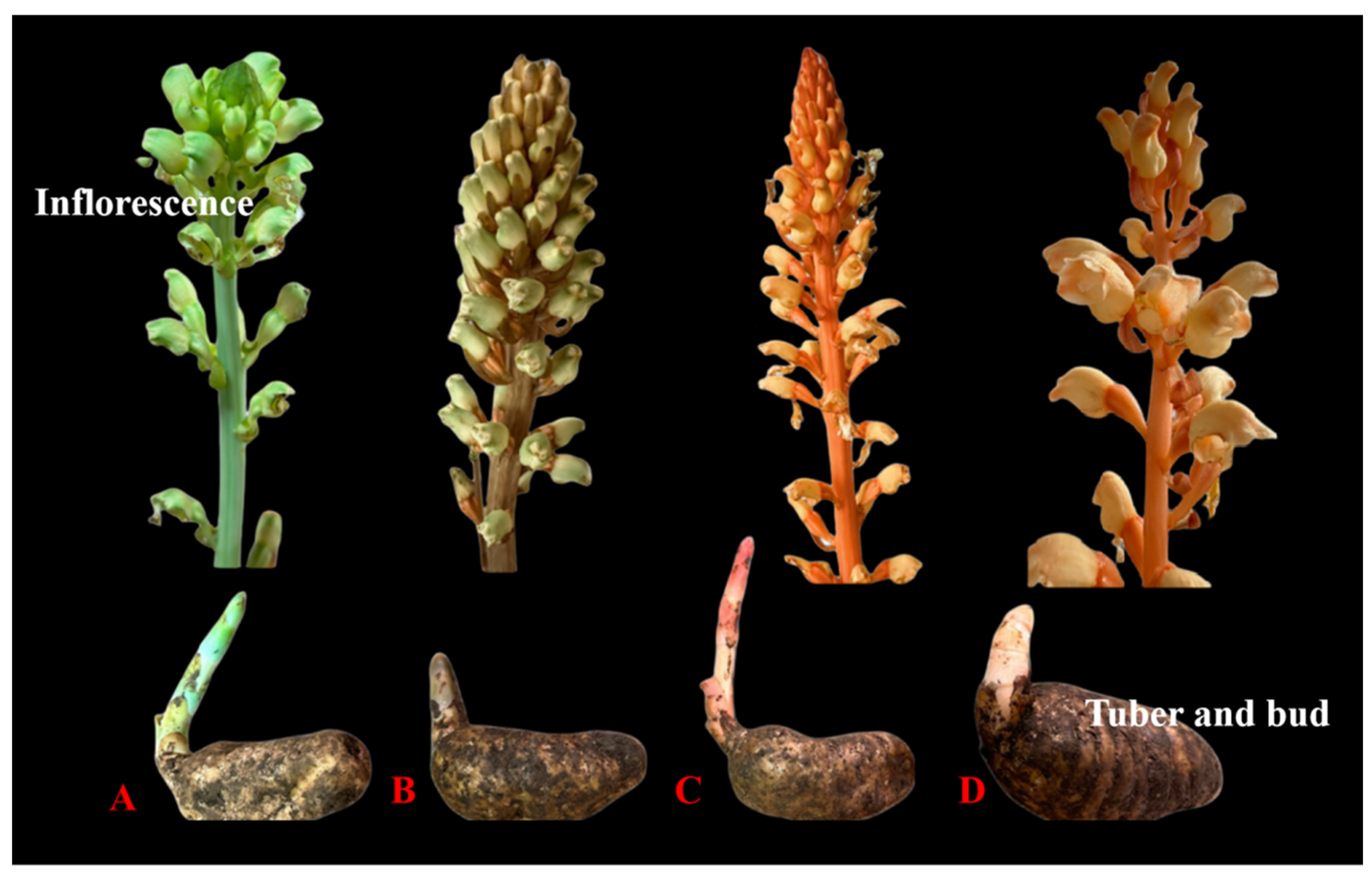 Biology 14 00846 g002