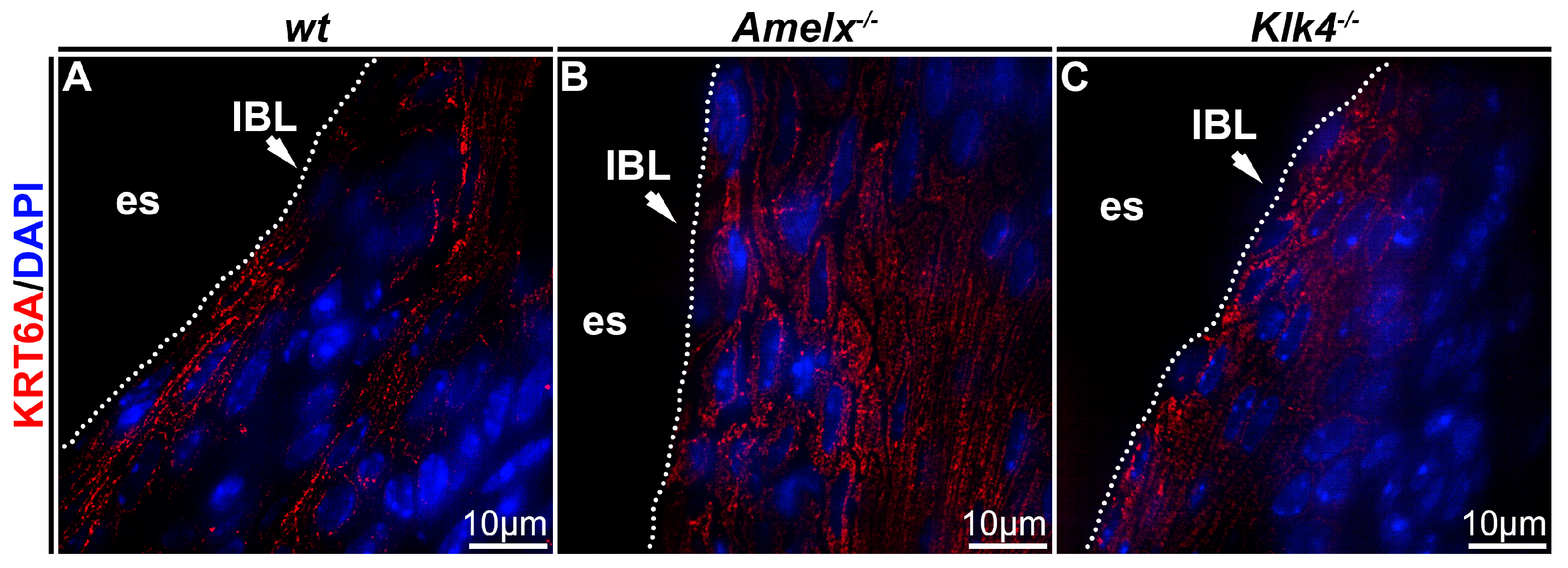 Biology 14 00853 g004