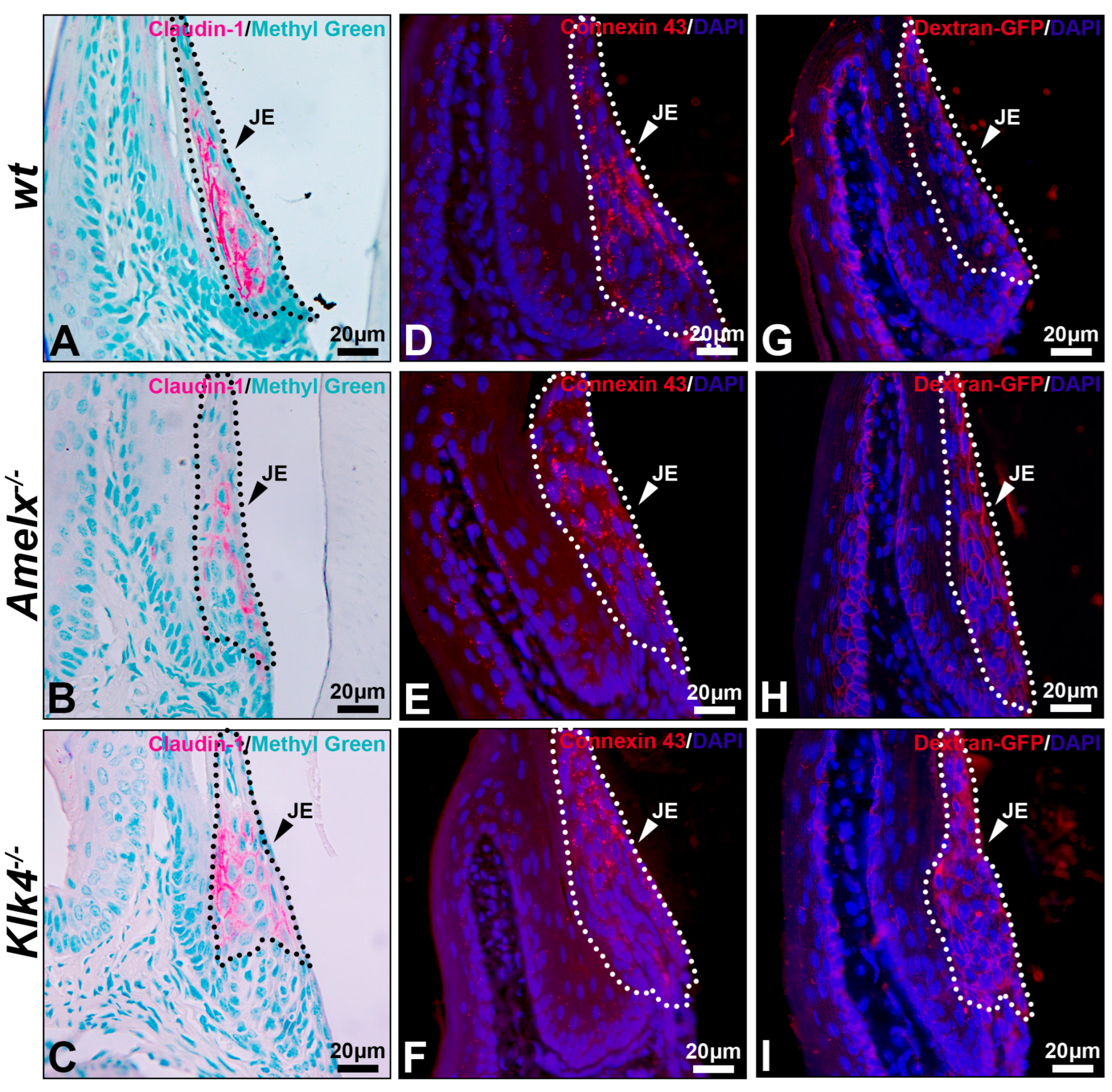 Biology 14 00853 g006