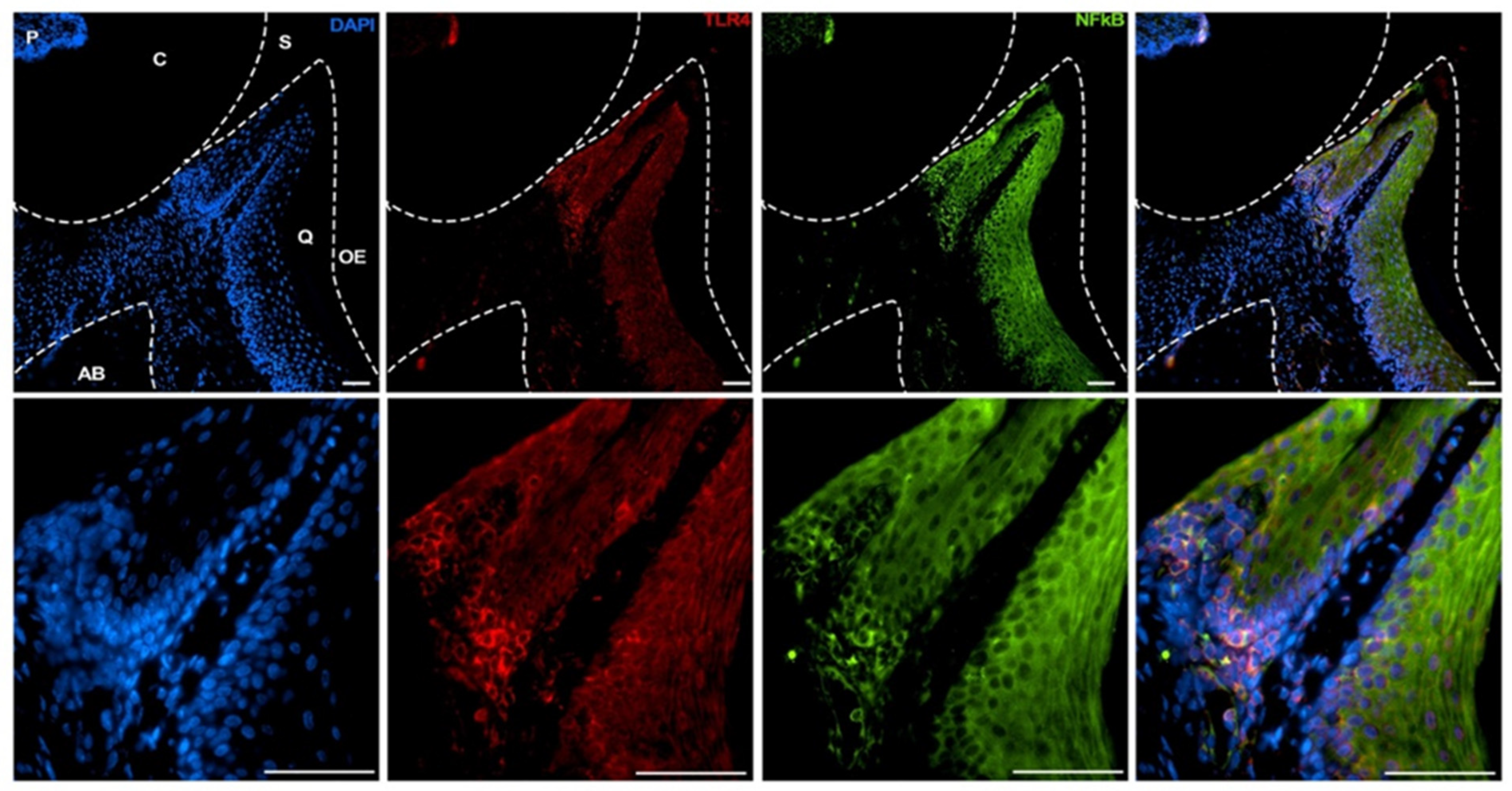 Biology 14 00894 g002