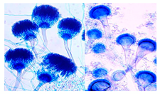 Biology 14 00911 i001