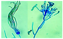 Biology 14 00911 i002