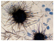 Biology 14 00911 i004