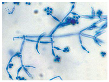 Biology 14 00911 i005