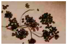 Biology 14 00911 i006